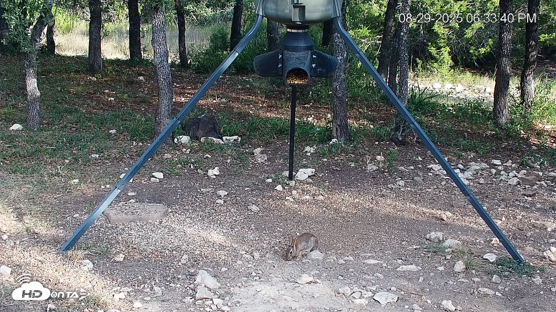 Snapshot of Texas Deer Feeder Live Webcam taken Aug 29, 2025, 6:34pm CDT