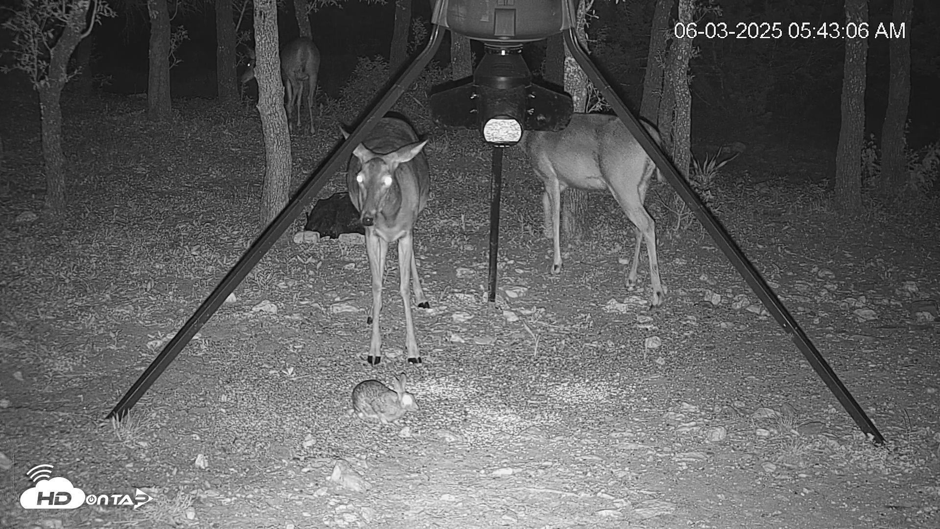 Snapshot of Texas Deer Feeder Live Webcam taken Jun 3, 2025, 5:43am CDT