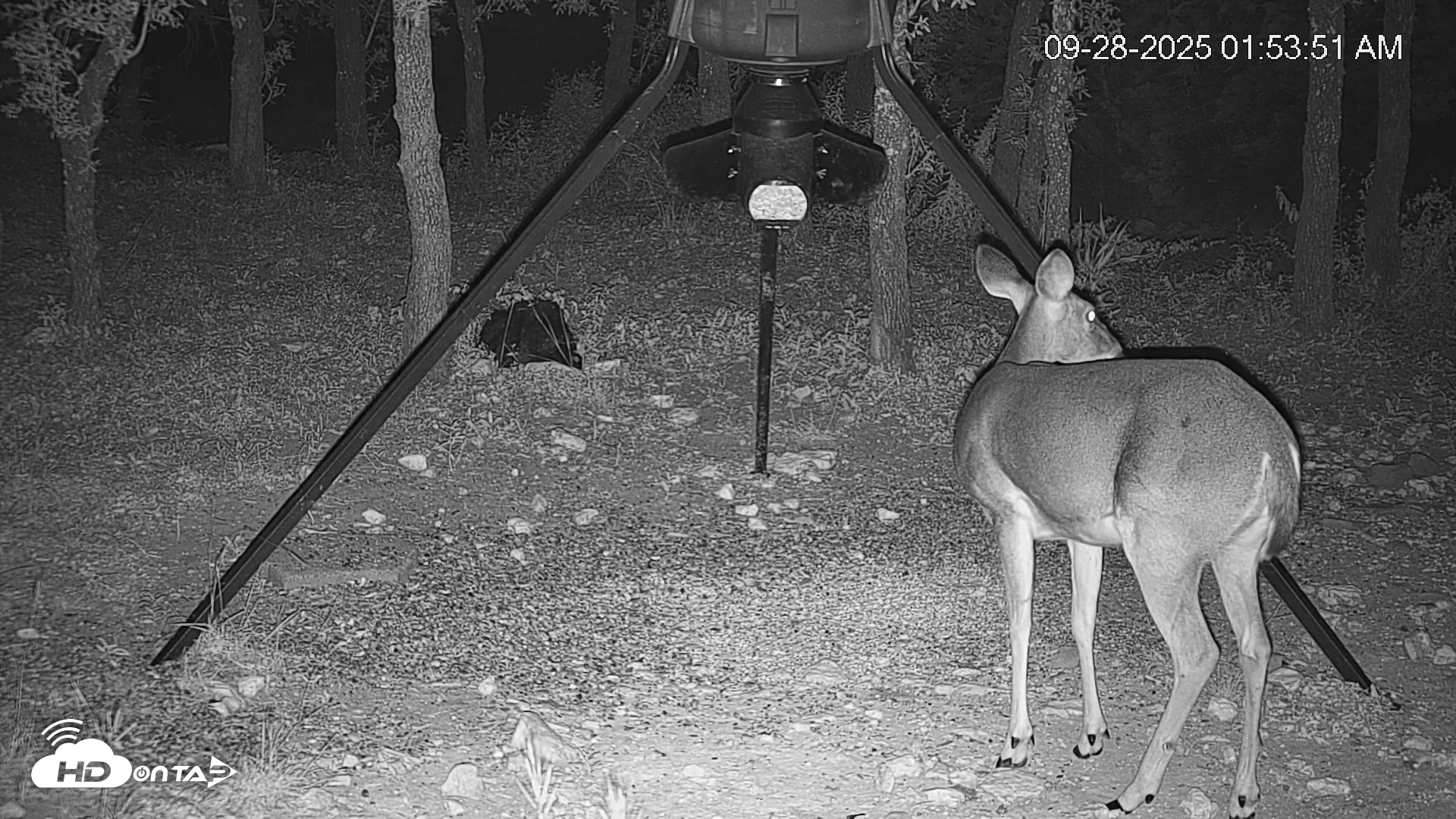 Snapshot of Texas Deer Feeder Live Webcam taken Sep 28, 2025, 1:54am CDT