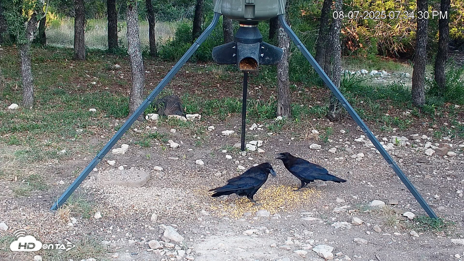 Snapshot of Texas Deer Feeder Live Webcam taken Aug 7, 2025, 7:35pm CDT