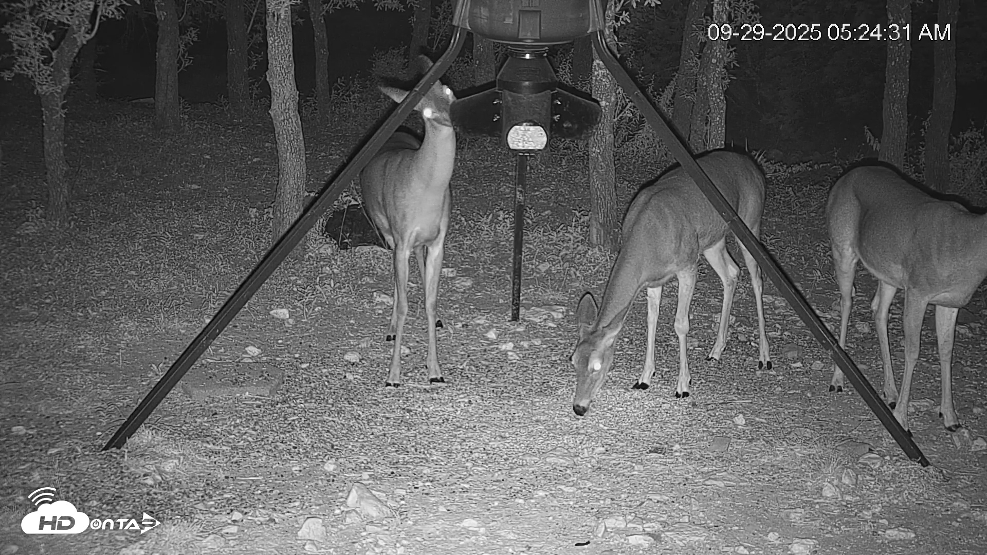 Snapshot of Texas Deer Feeder Live Webcam taken Sep 29, 2025, 5:25am CDT