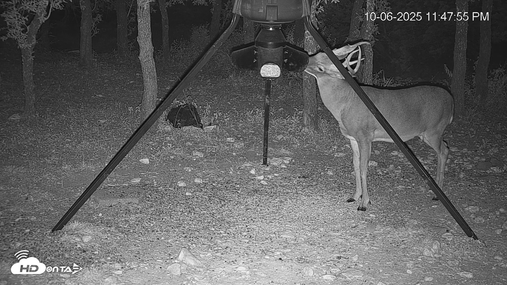 Snapshot of Texas Deer Feeder Live Webcam taken Oct 6, 2025, 11:48pm CDT