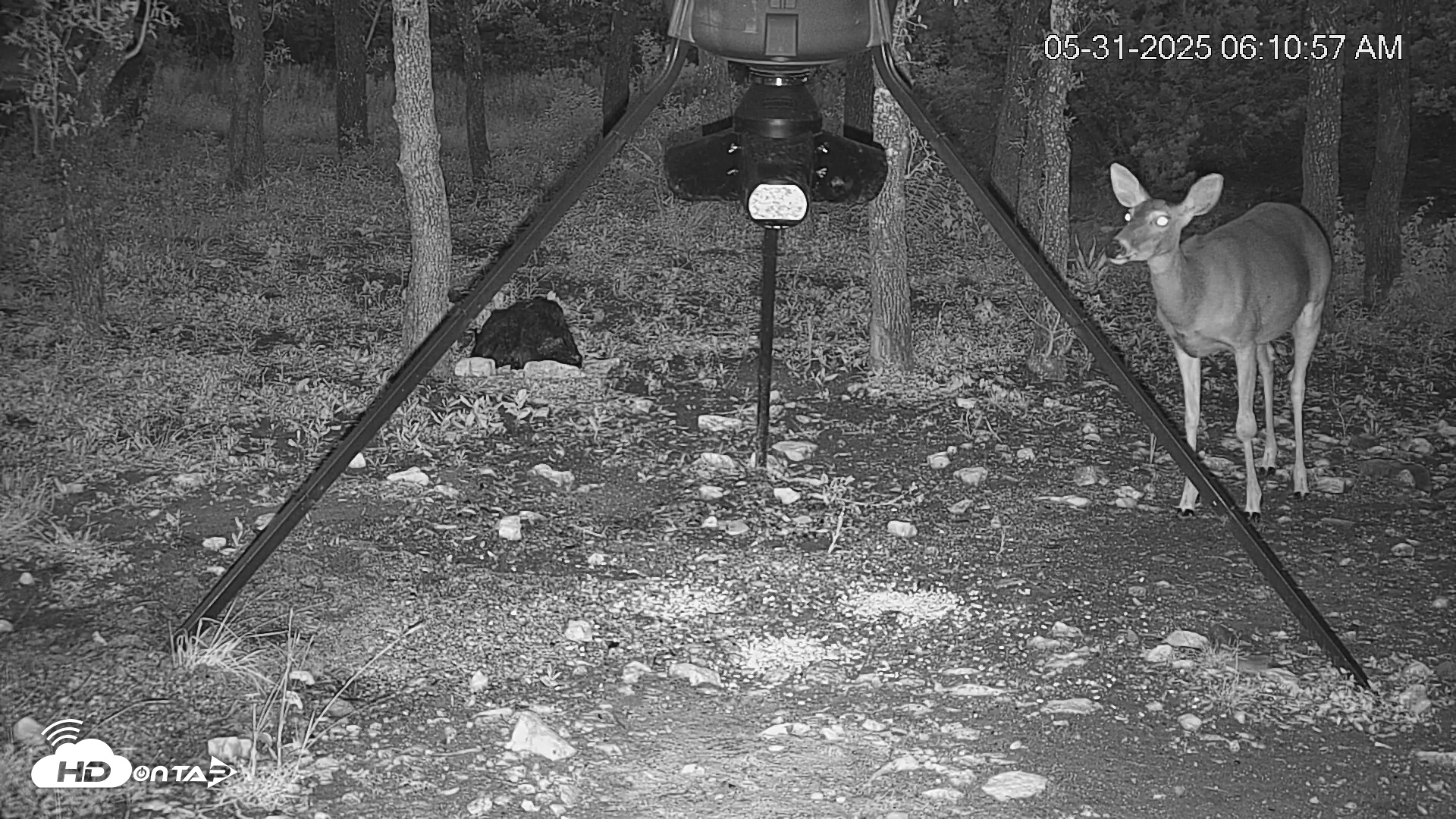 Snapshot of Texas Deer Feeder Live Webcam taken May 31, 2025, 6:11am CDT