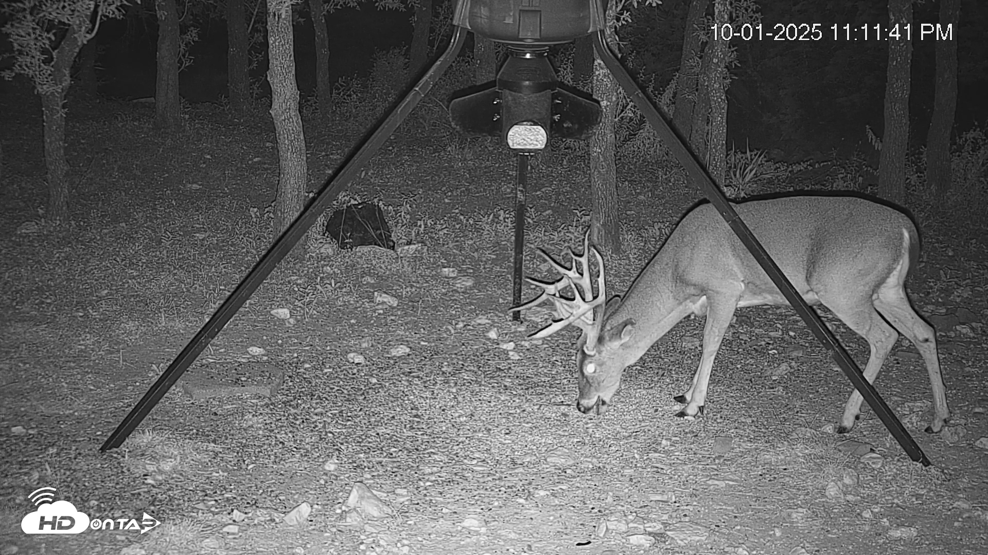 Snapshot of Texas Deer Feeder Live Webcam taken Oct 1, 2025, 11:12pm CDT