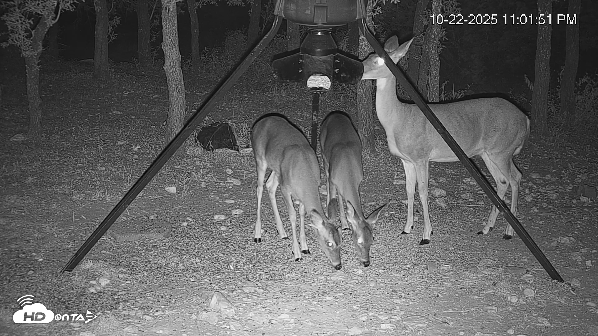 Snapshot of Texas Deer Feeder Live Webcam taken Oct 22, 2025, 11:02pm CDT