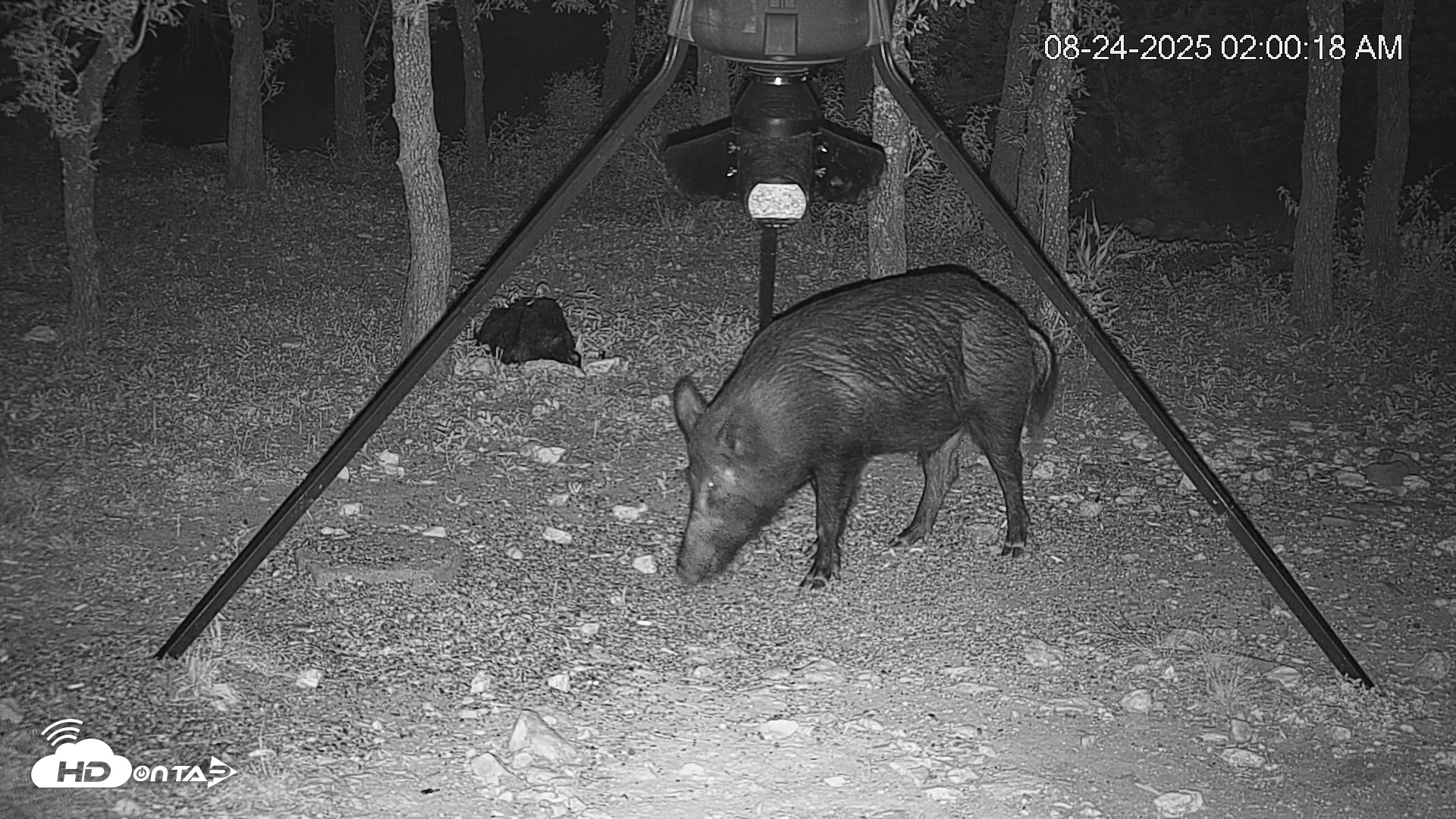 Snapshot of Texas Deer Feeder Live Webcam taken Aug 24, 2025, 2:07am CDT