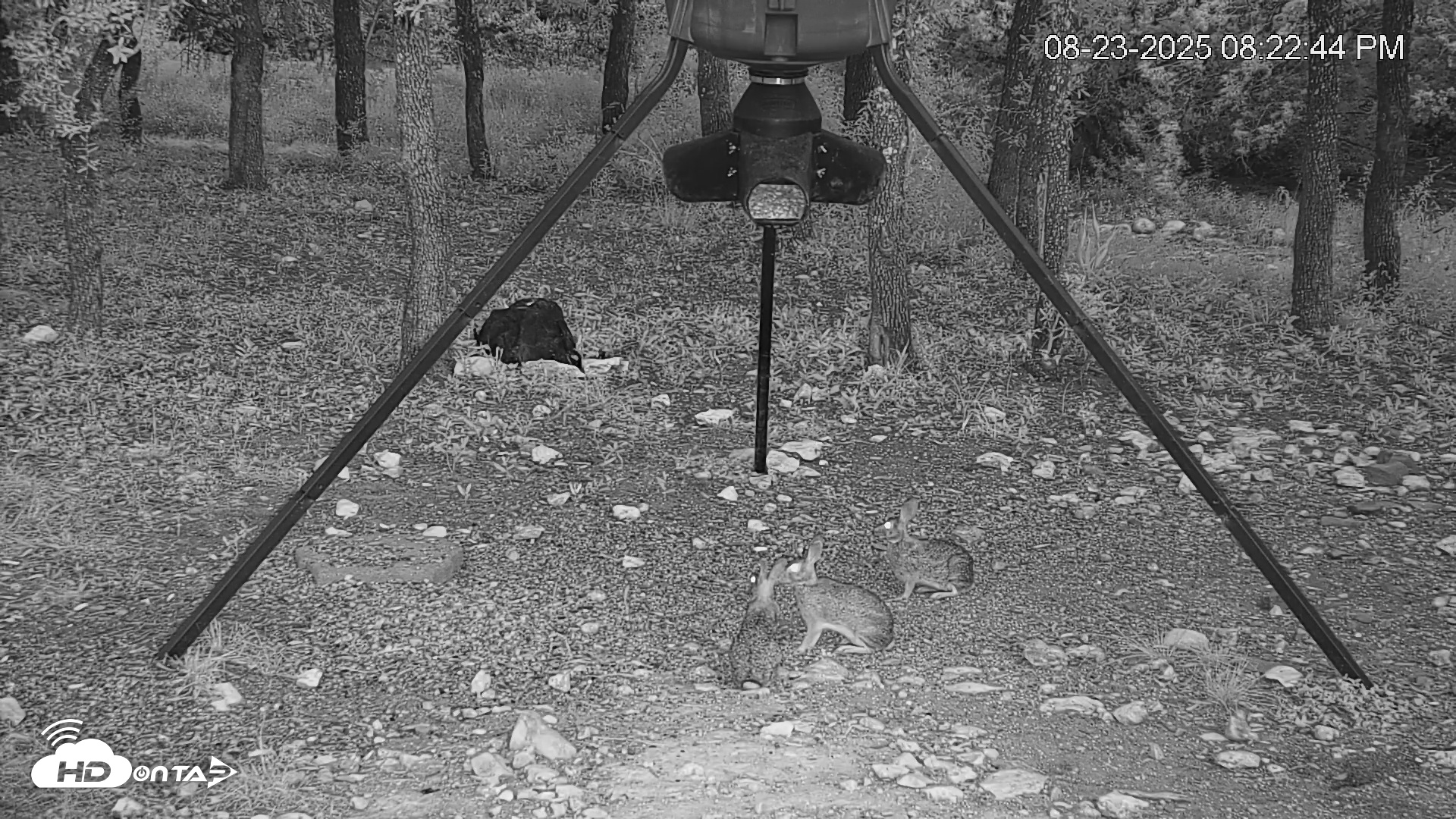 Snapshot of Texas Deer Feeder Live Webcam taken Aug 23, 2025, 8:23pm CDT