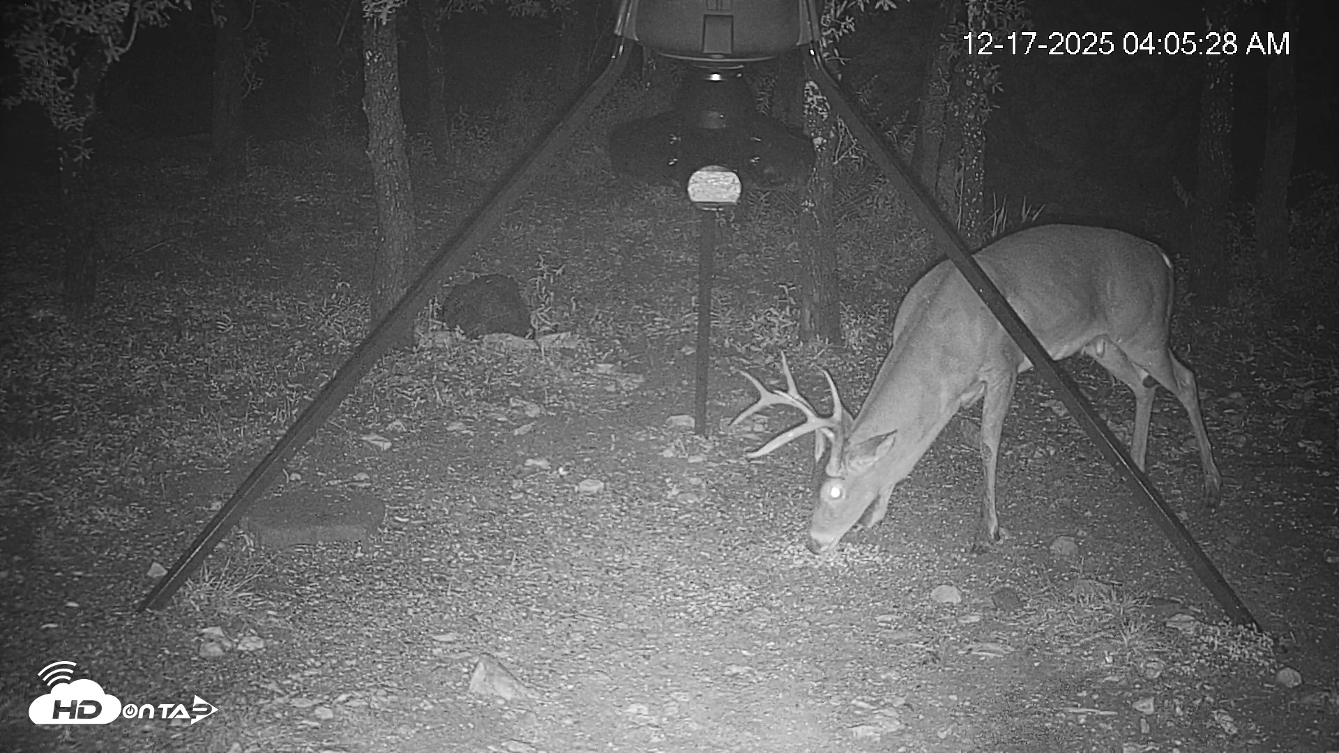 Snapshot of Texas Deer Feeder Live Webcam taken Dec 17, 2025, 4:06am CST