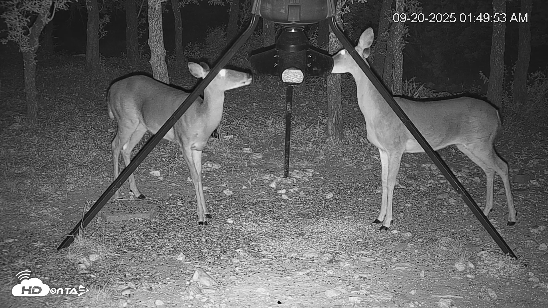 Snapshot of Texas Deer Feeder Live Webcam taken Sep 20, 2025, 1:50am CDT