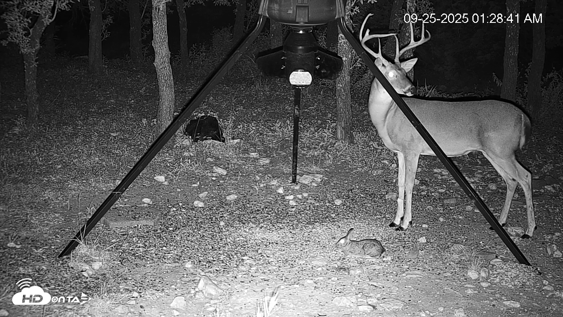 Snapshot of Texas Deer Feeder Live Webcam taken Sep 25, 2025, 1:29am CDT