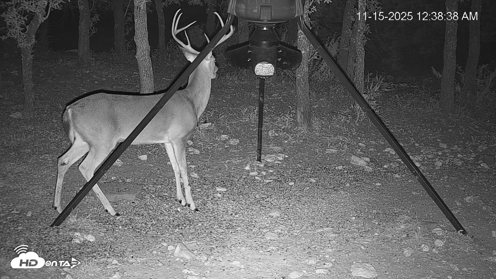 Snapshot of Texas Deer Feeder Live Webcam taken Nov 15, 2025, 12:39am CST
