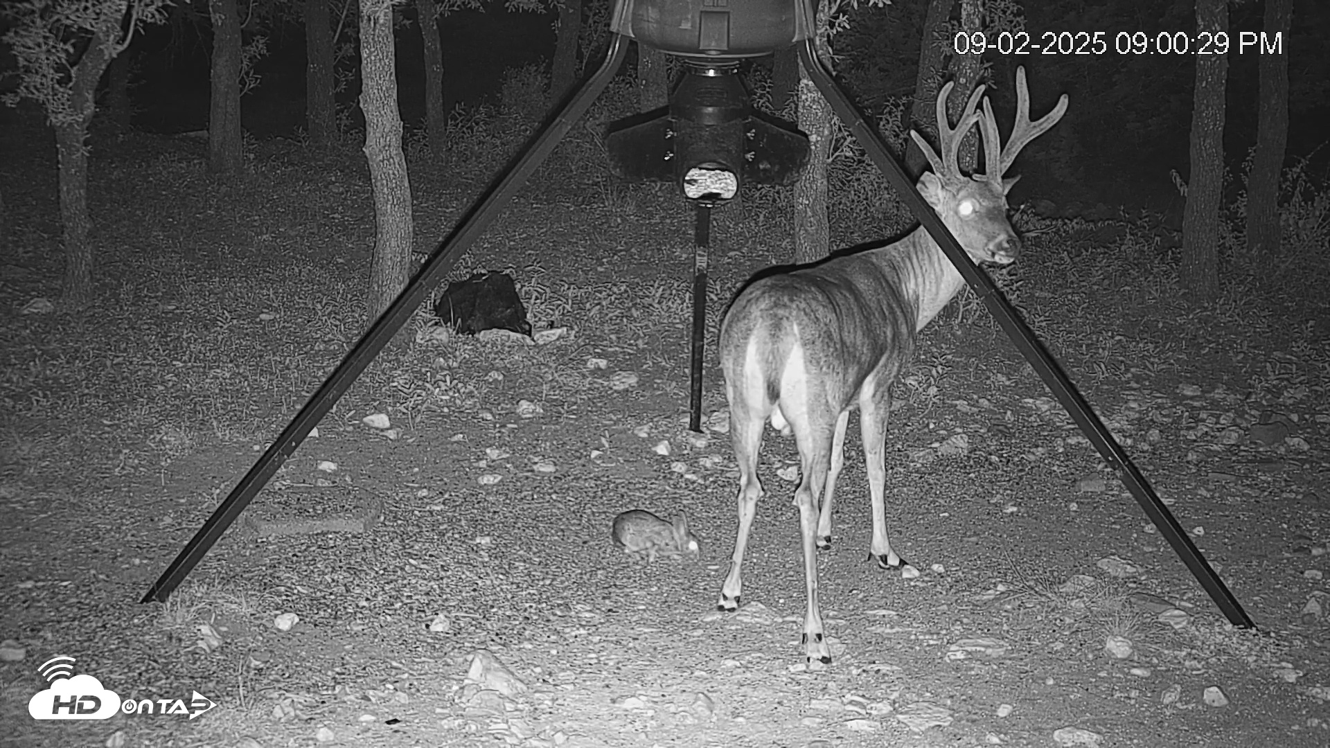 Snapshot of Texas Deer Feeder Live Webcam taken Sep 2, 2025, 9:01pm CDT