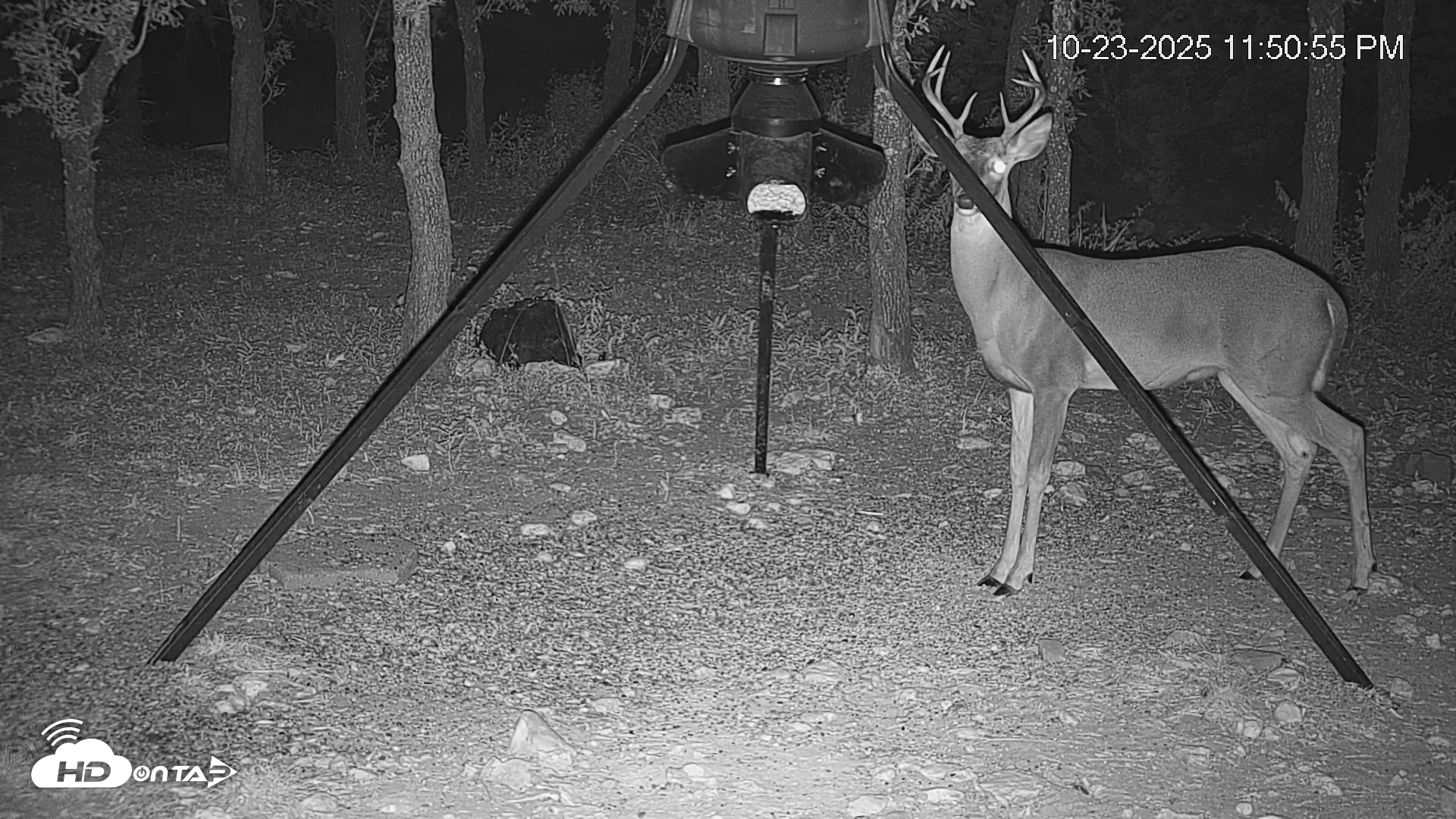 Snapshot of Texas Deer Feeder Live Webcam taken Oct 23, 2025, 11:51pm CDT