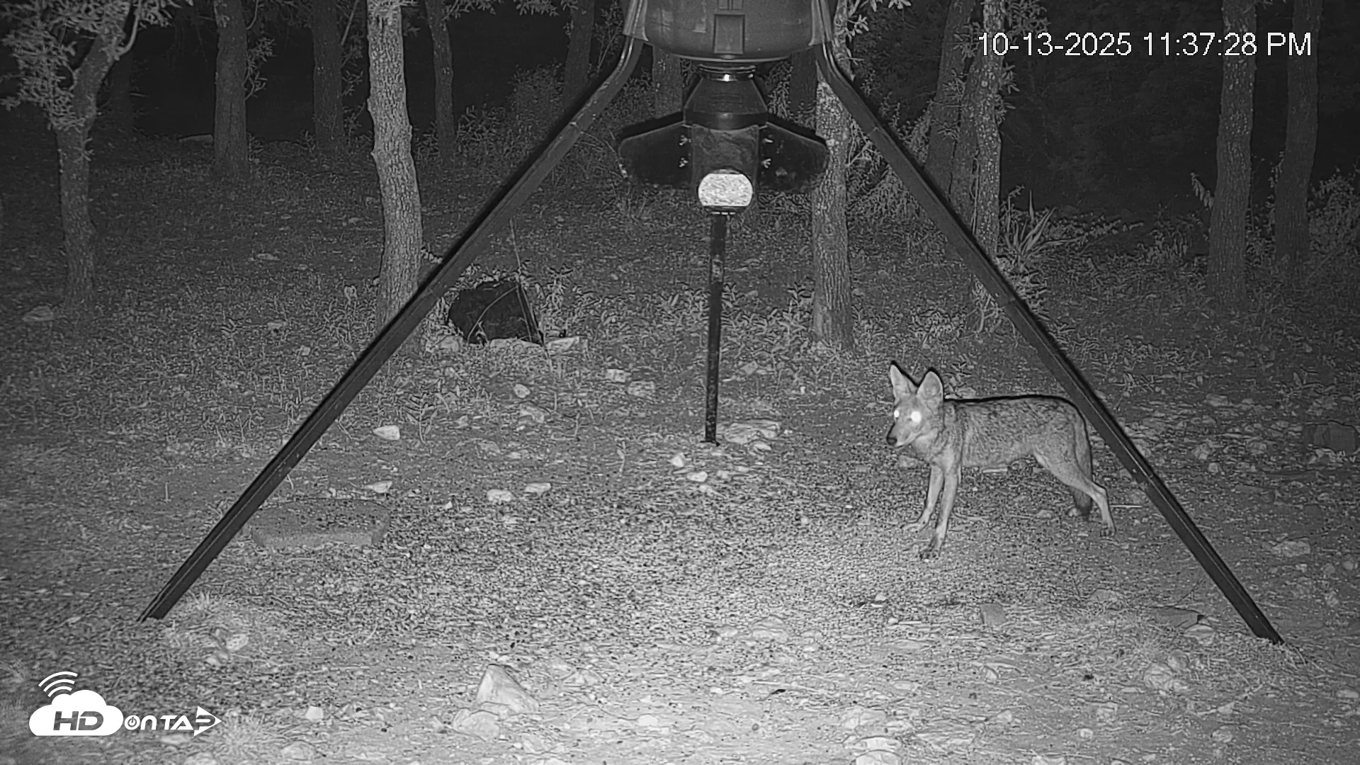Snapshot of Texas Deer Feeder Live Webcam taken Oct 13, 2025, 11:38pm CDT