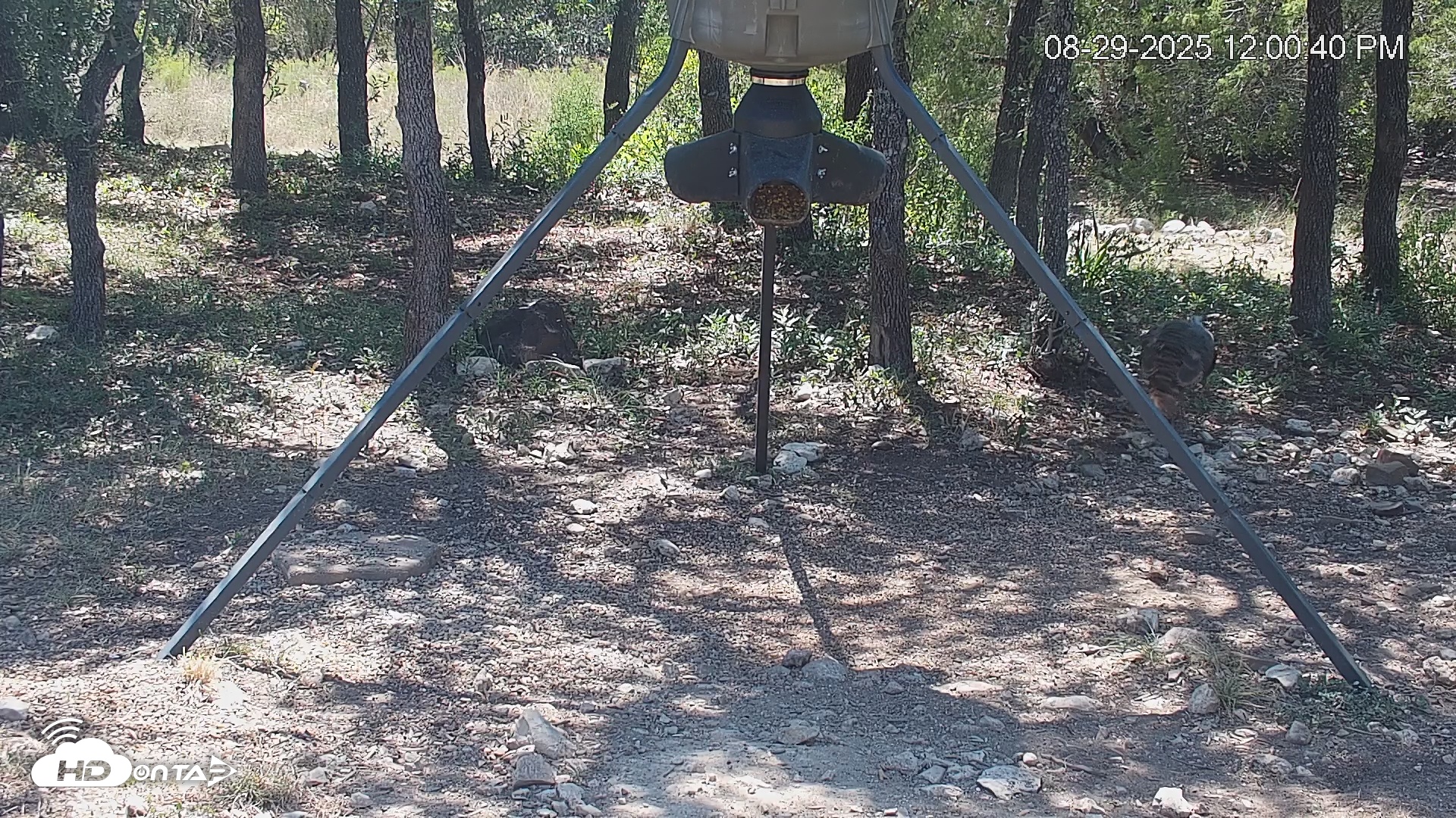 Snapshot of Texas Deer Feeder Live Webcam taken Aug 29, 2025, 12:01pm CDT