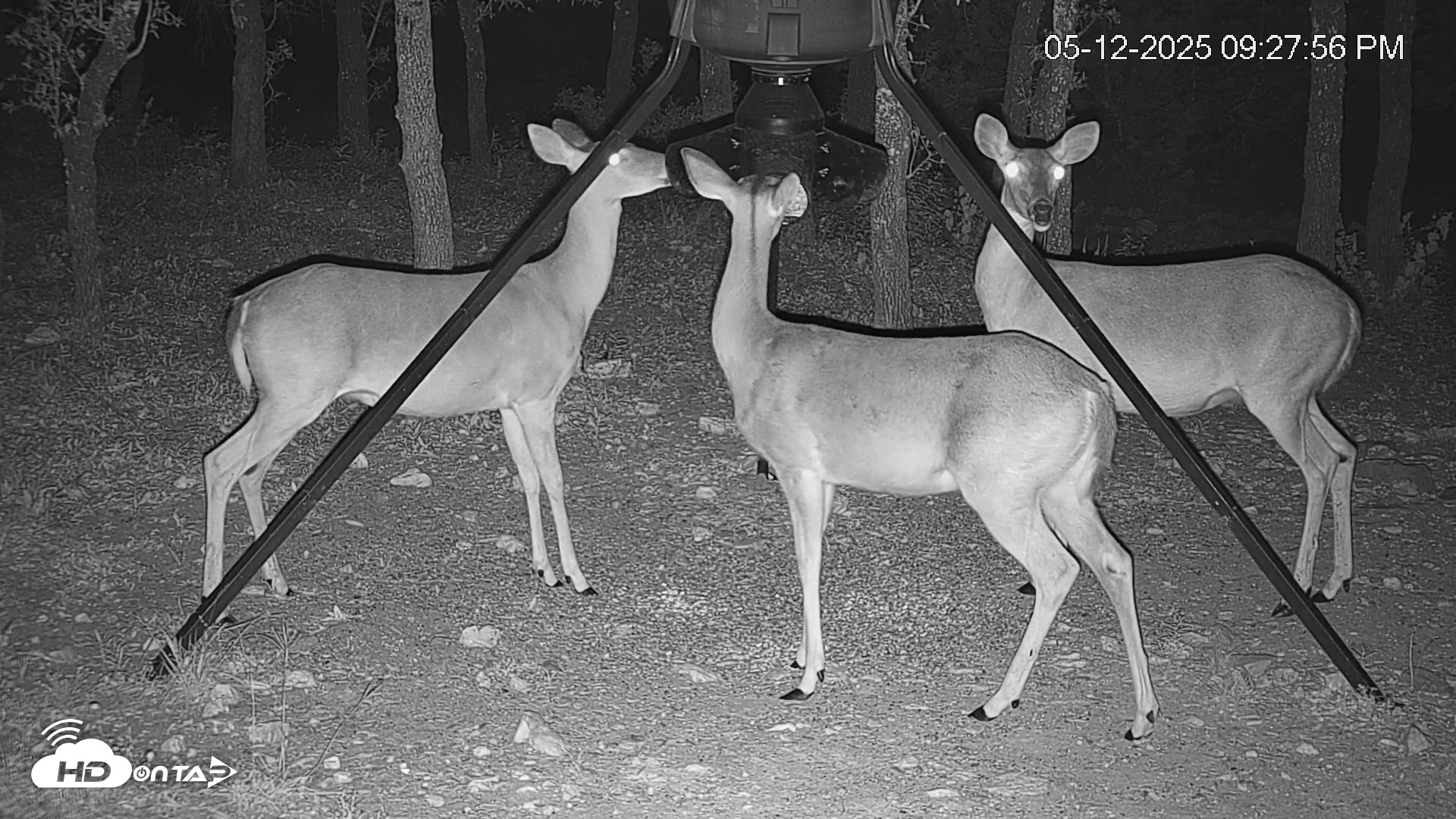 Snapshot of Texas Deer Feeder Live Webcam taken May 12, 2025, 9:28pm CDT