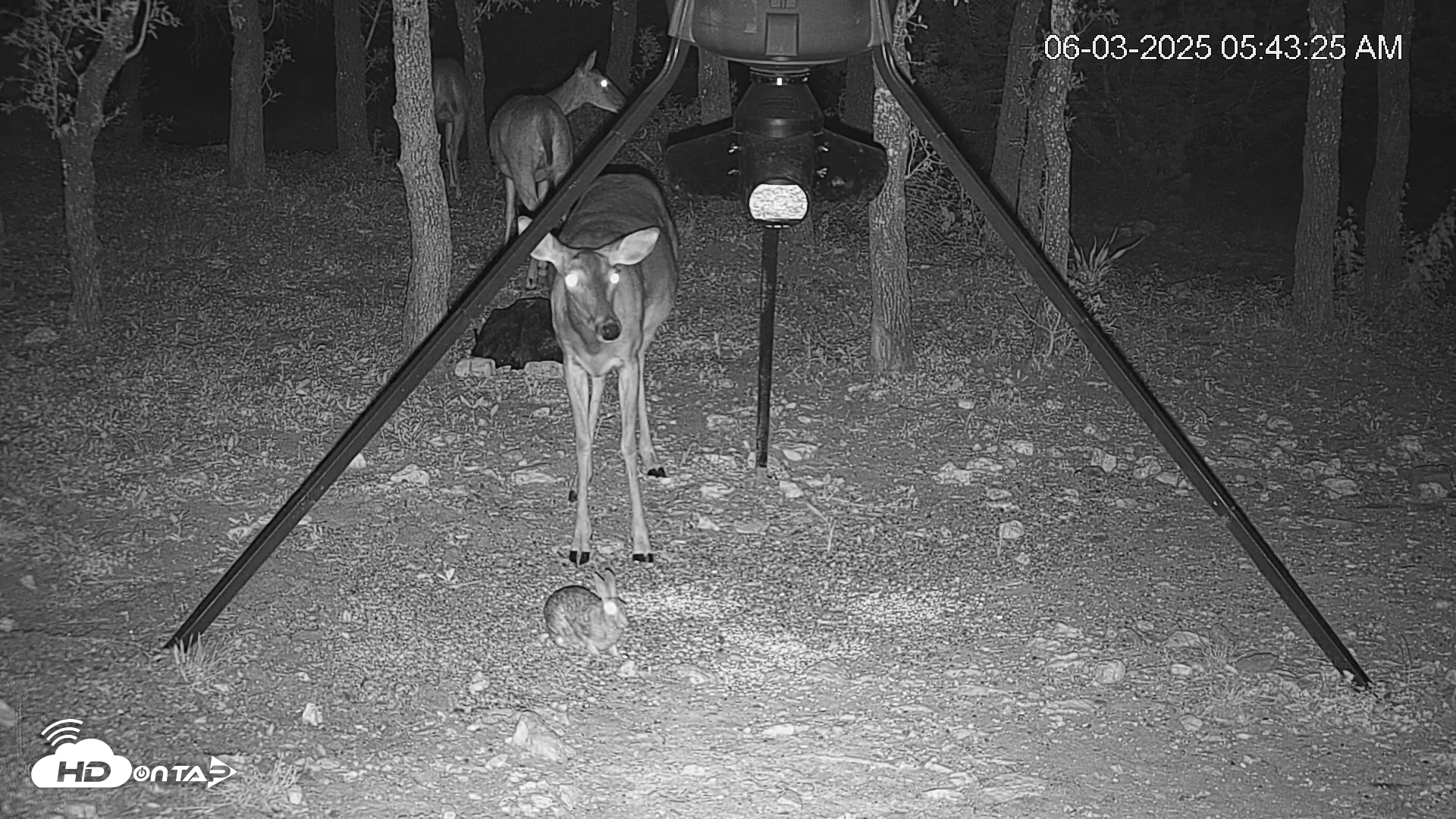 Snapshot of Texas Deer Feeder Live Webcam taken Jun 3, 2025, 5:43am CDT