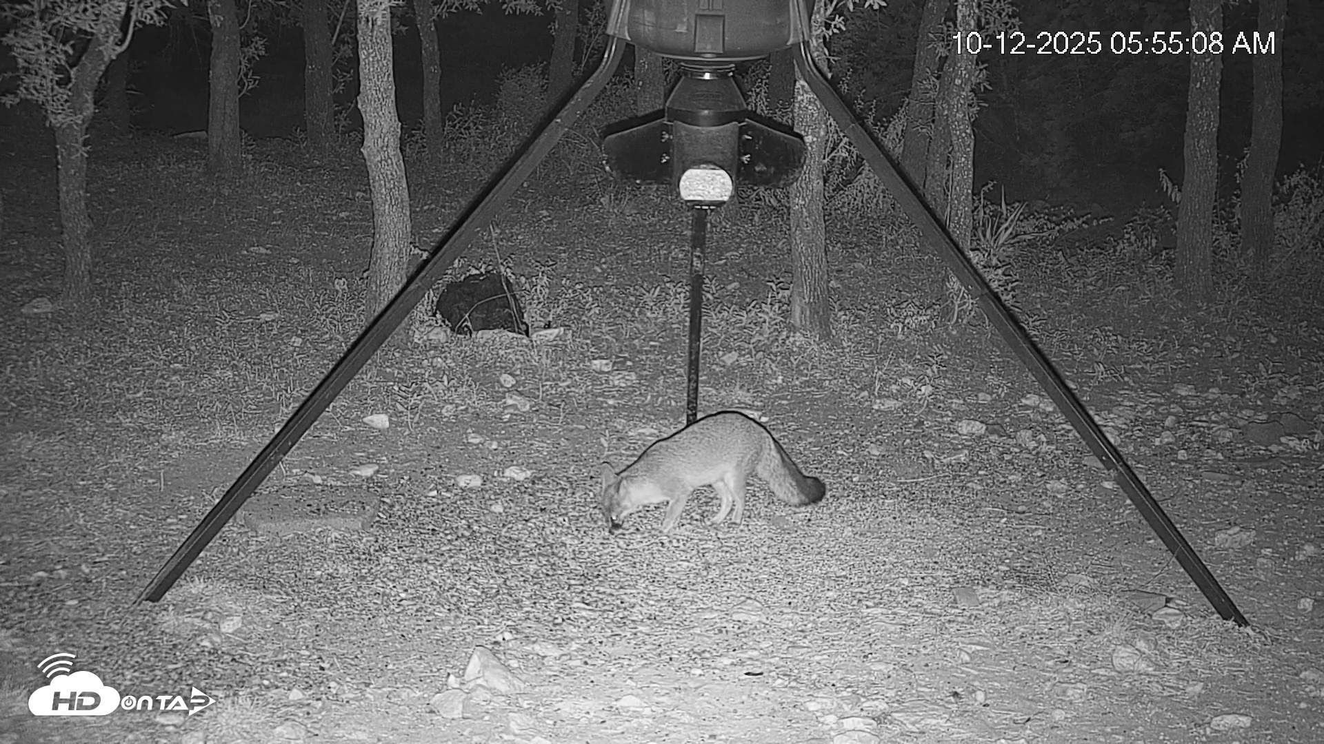 Snapshot of Texas Deer Feeder Live Webcam taken Oct 12, 2025, 5:55am CDT