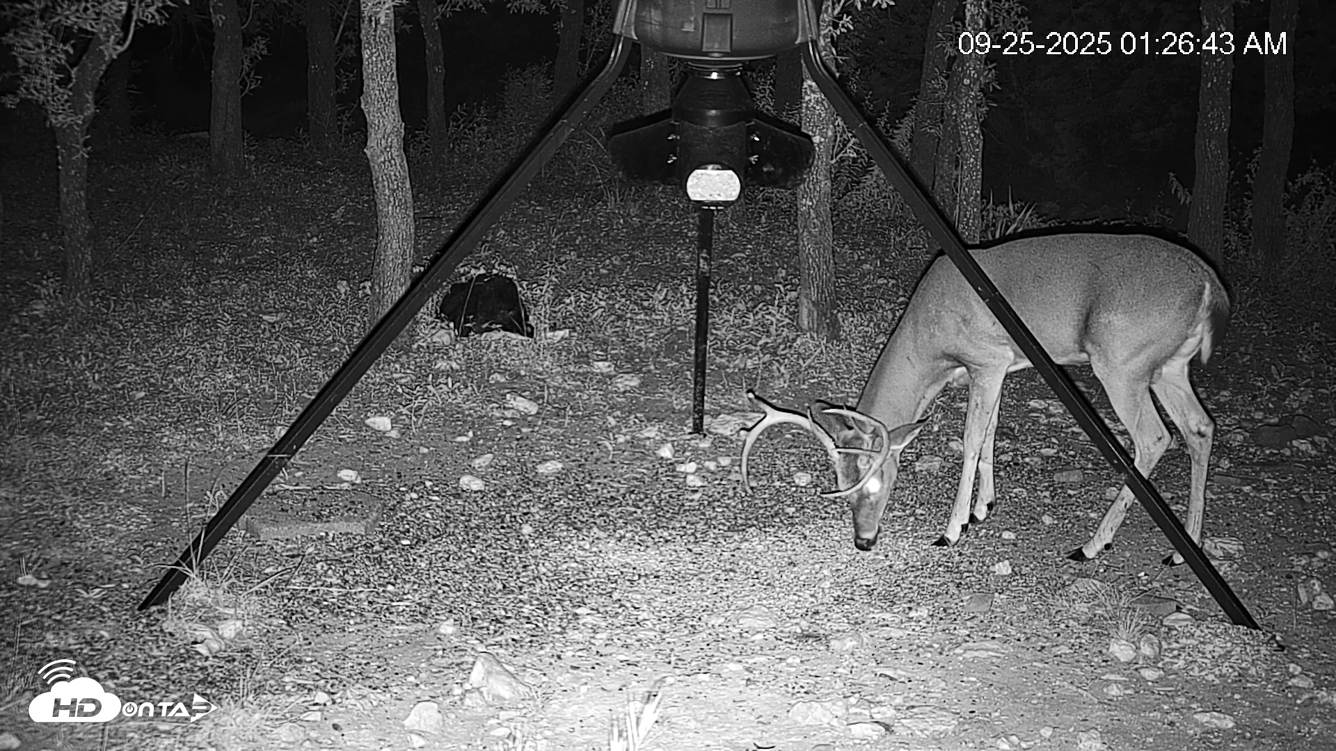 Snapshot of Texas Deer Feeder Live Webcam taken Sep 25, 2025, 1:27am CDT