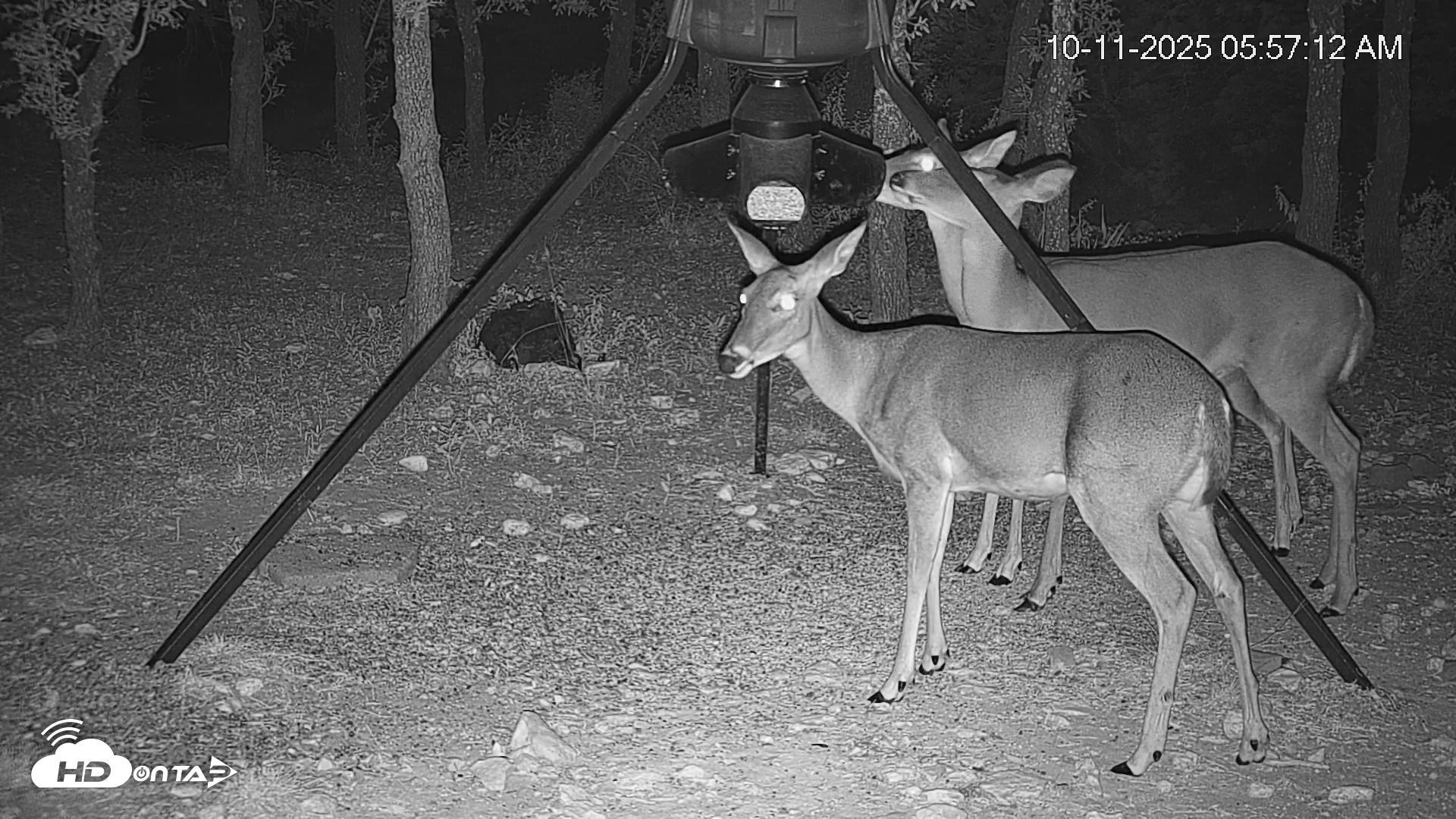 Snapshot of Texas Deer Feeder Live Webcam taken Oct 11, 2025, 5:57am CDT