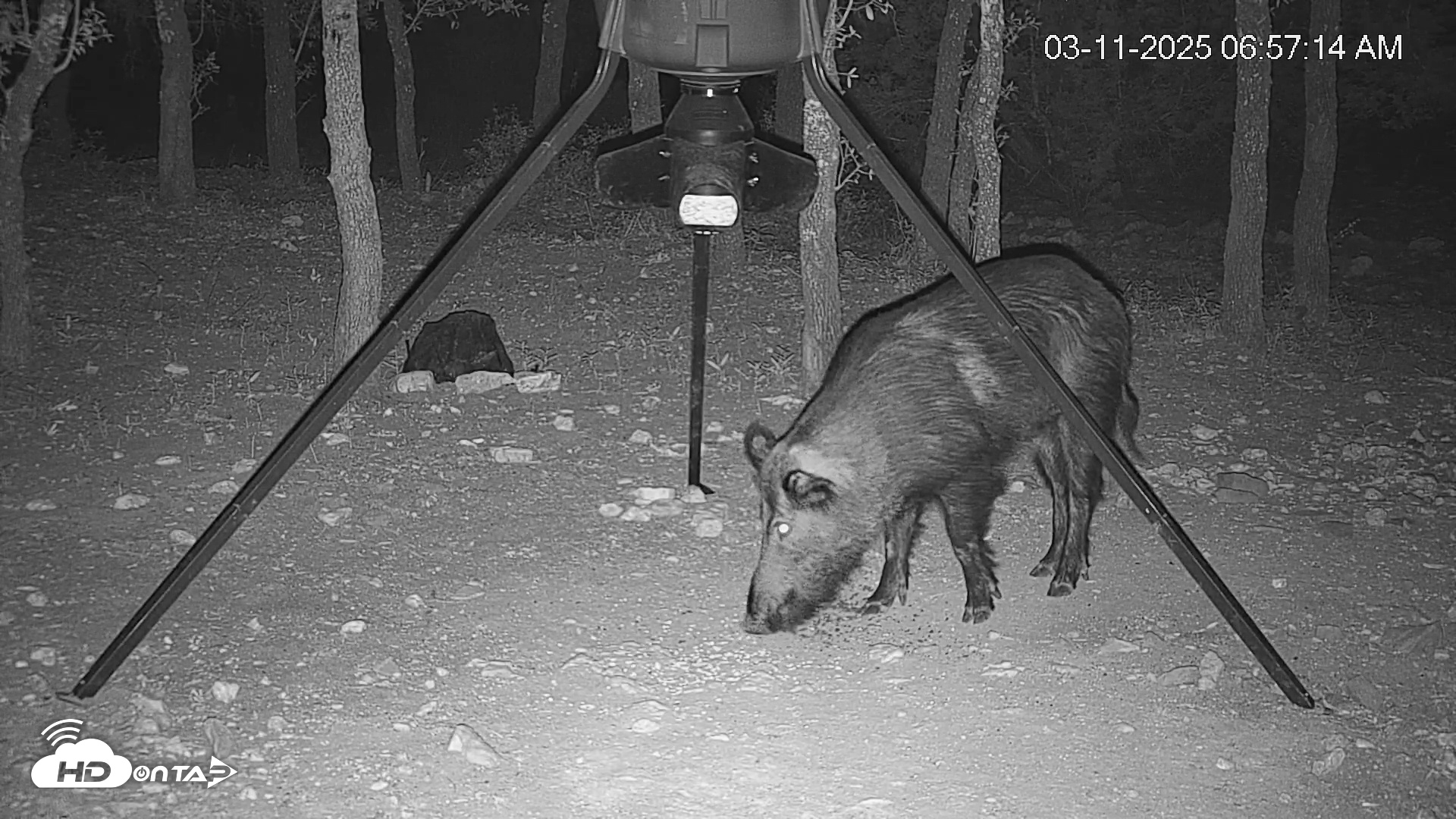 Snapshot of Texas Deer Feeder Live Webcam taken Mar 11, 2025, 6:57am CDT