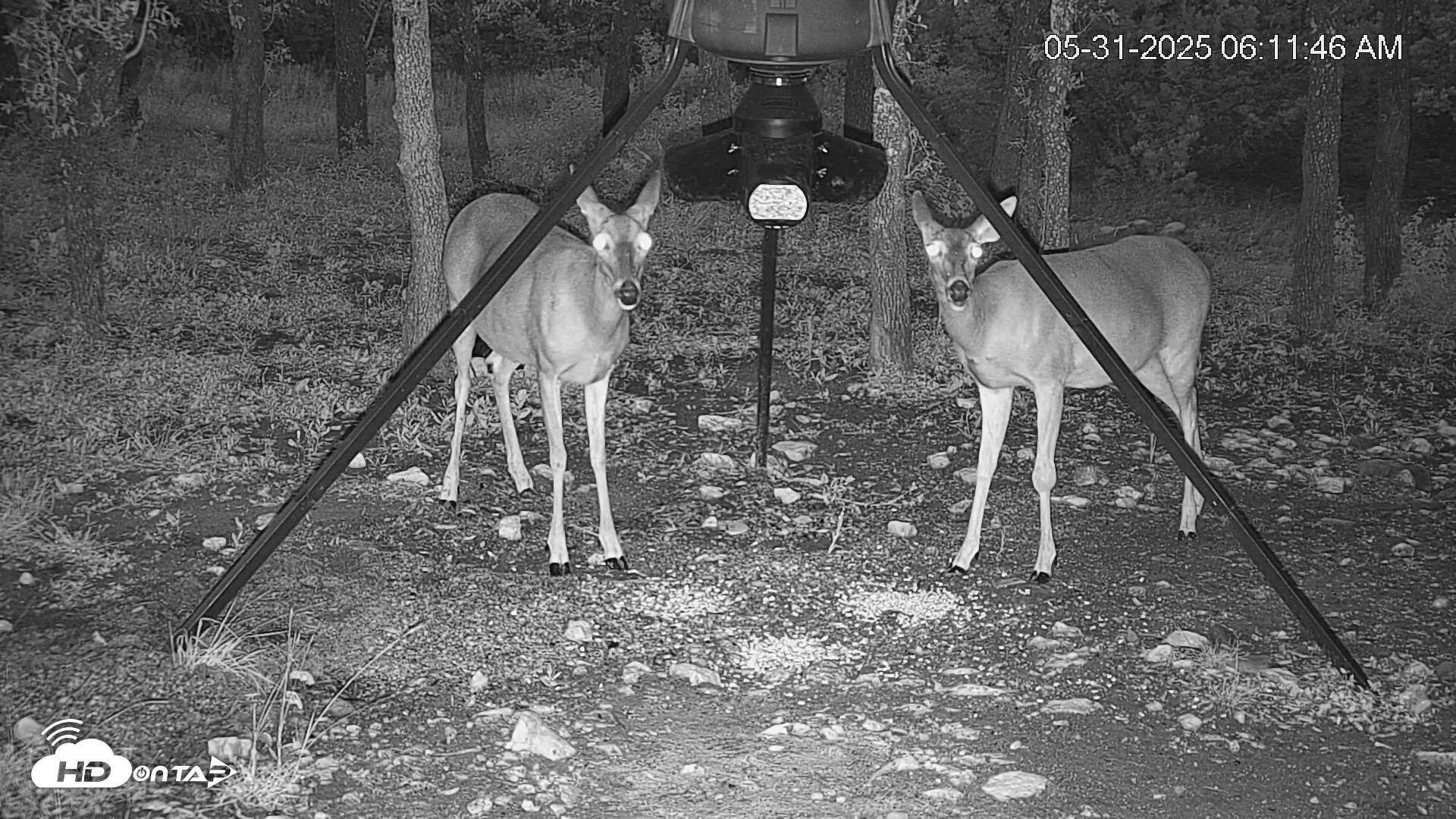 Snapshot of Texas Deer Feeder Live Webcam taken May 31, 2025, 6:12am CDT