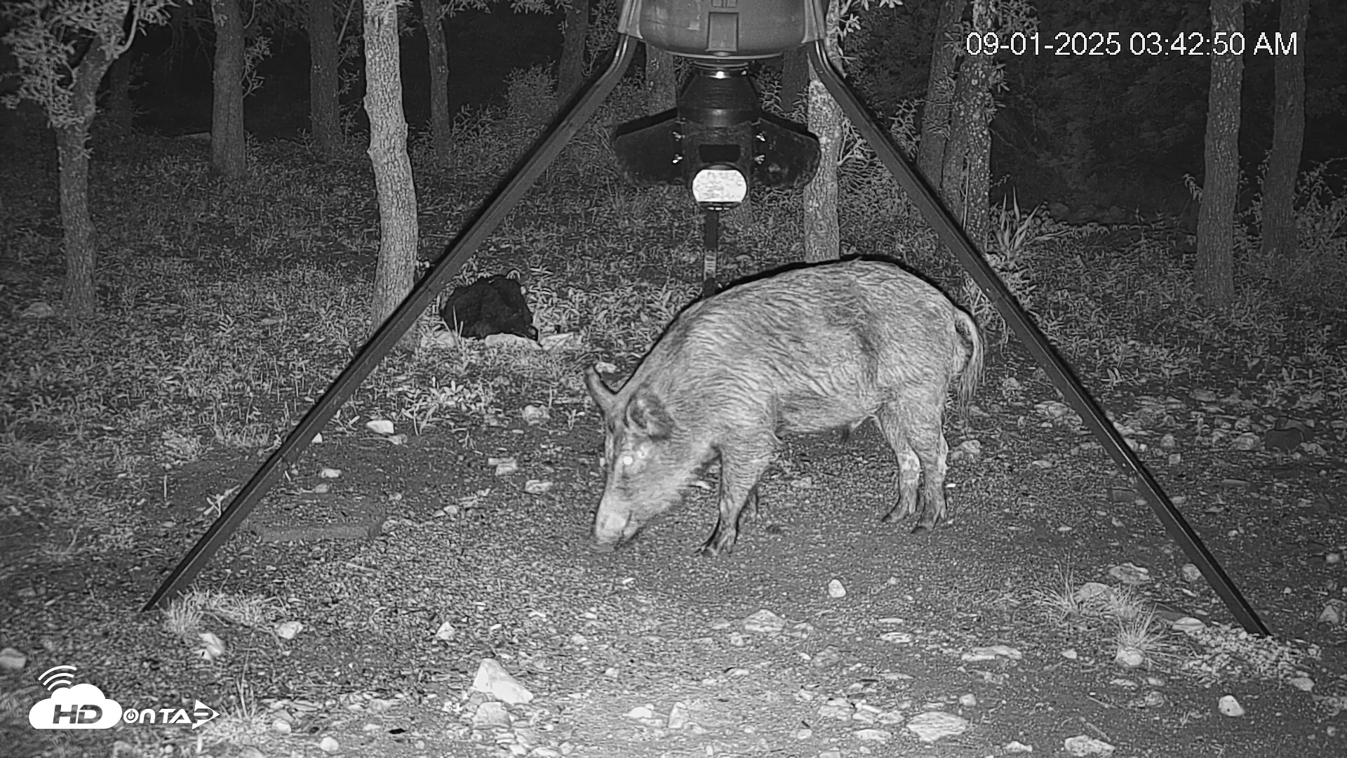 Snapshot of Texas Deer Feeder Live Webcam taken Sep 1, 2025, 3:43am CDT