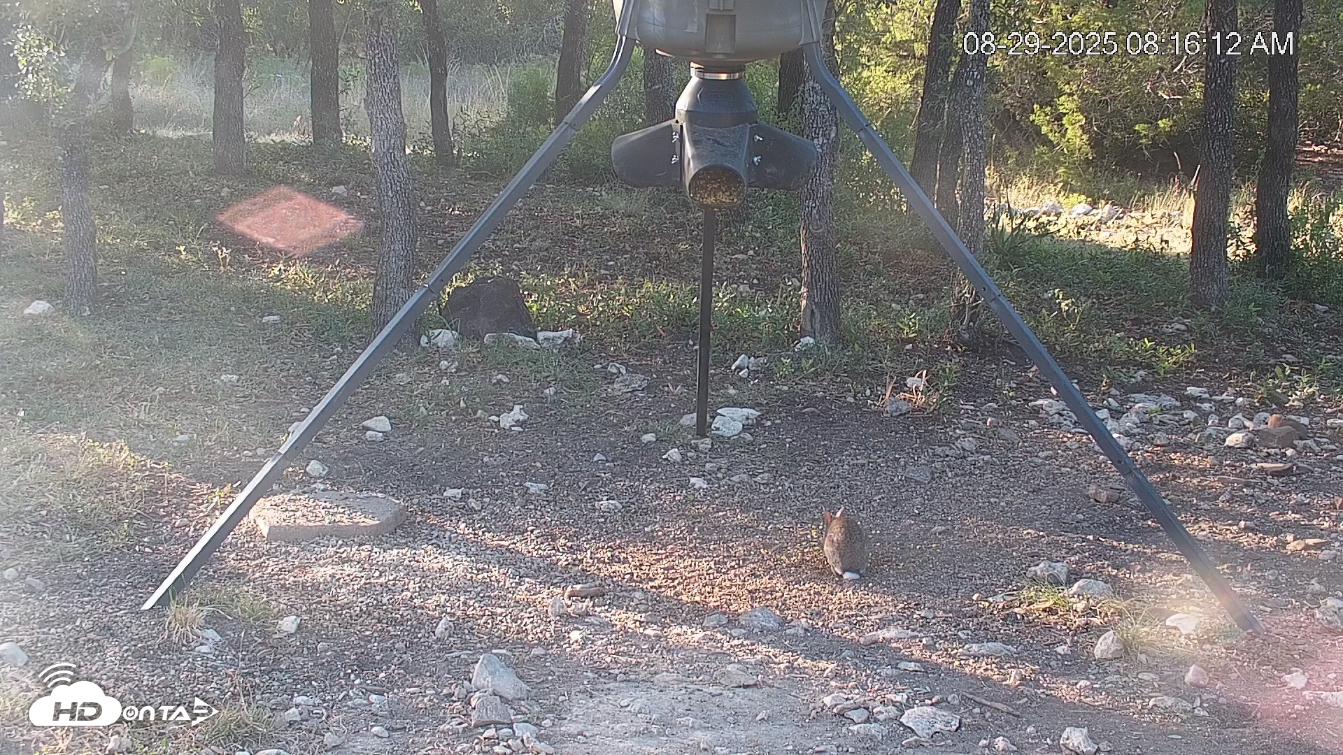 Snapshot of Texas Deer Feeder Live Webcam taken Aug 29, 2025, 8:16am CDT