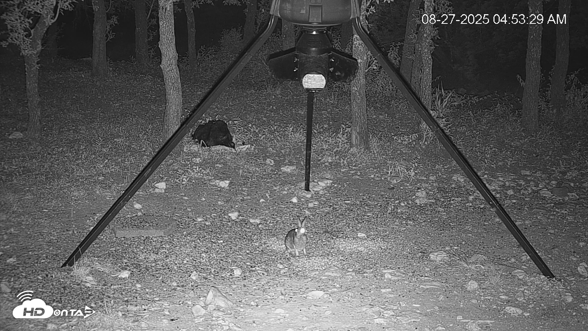 Snapshot of Texas Deer Feeder Live Webcam taken Aug 27, 2025, 4:54am CDT