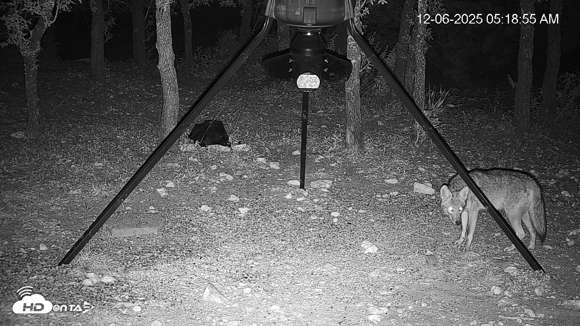 Snapshot of Texas Deer Feeder Live Webcam taken Dec 6, 2025, 5:19am CST
