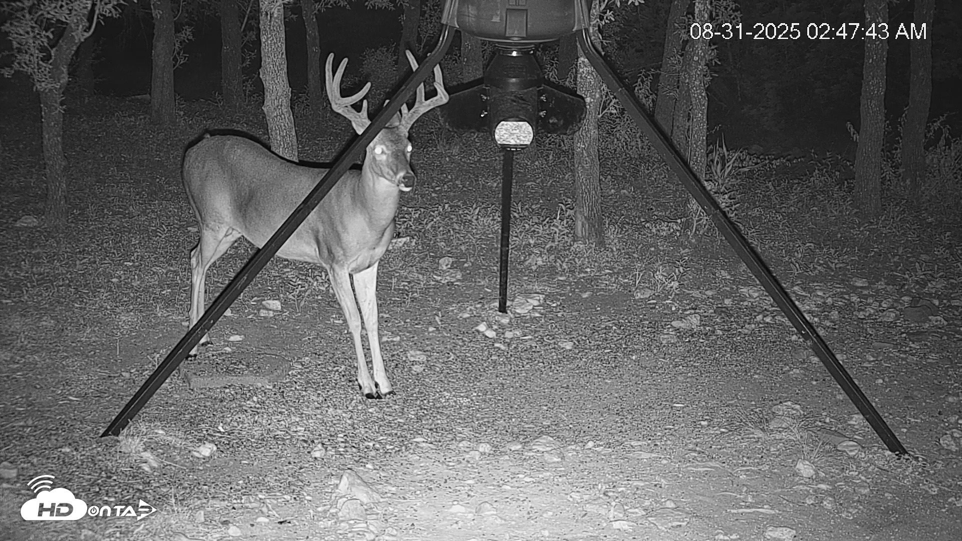Snapshot of Texas Deer Feeder Live Webcam taken Aug 31, 2025, 2:48am CDT