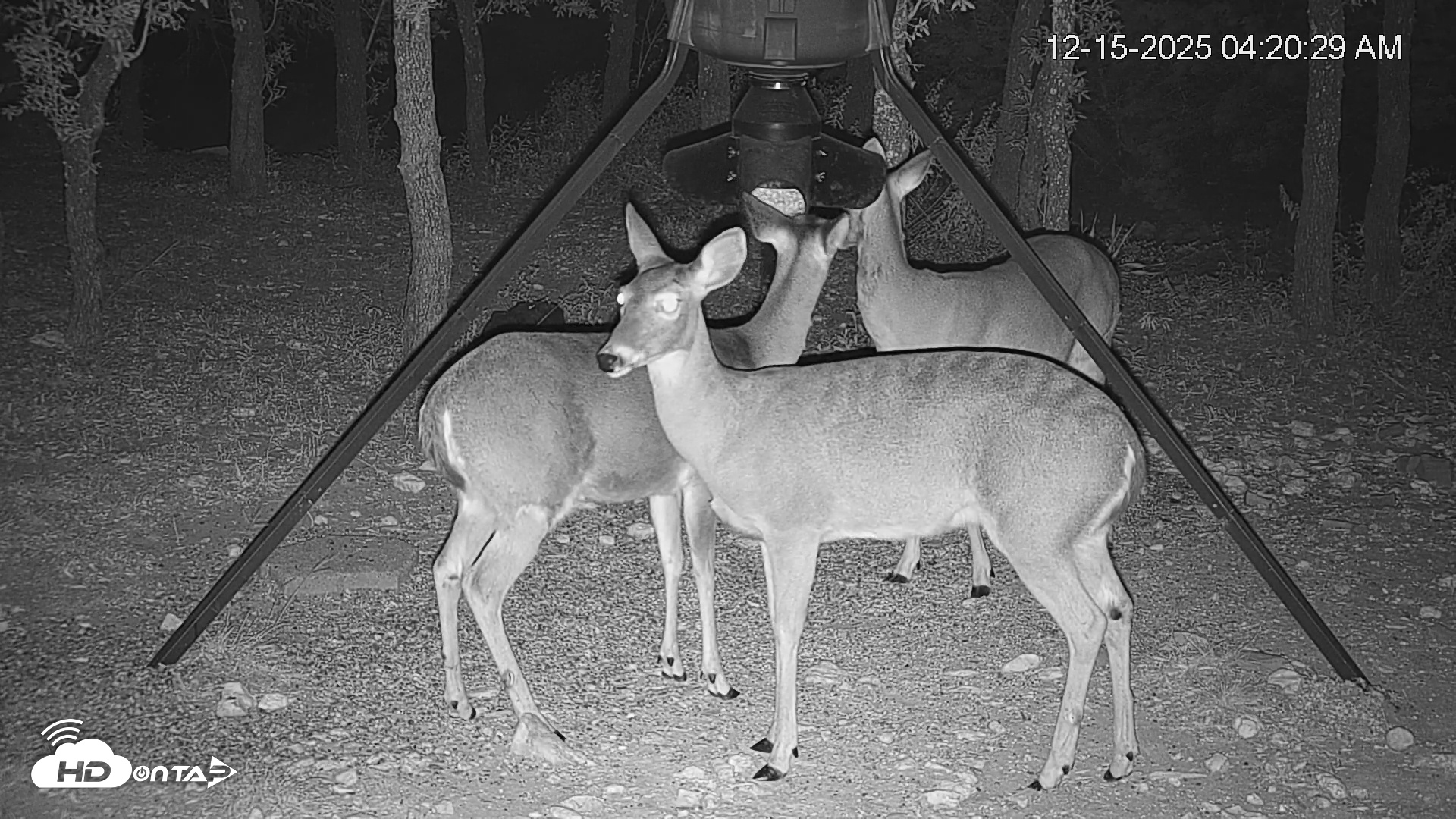 Snapshot of Texas Deer Feeder Live Webcam taken Dec 15, 2025, 4:21am CST