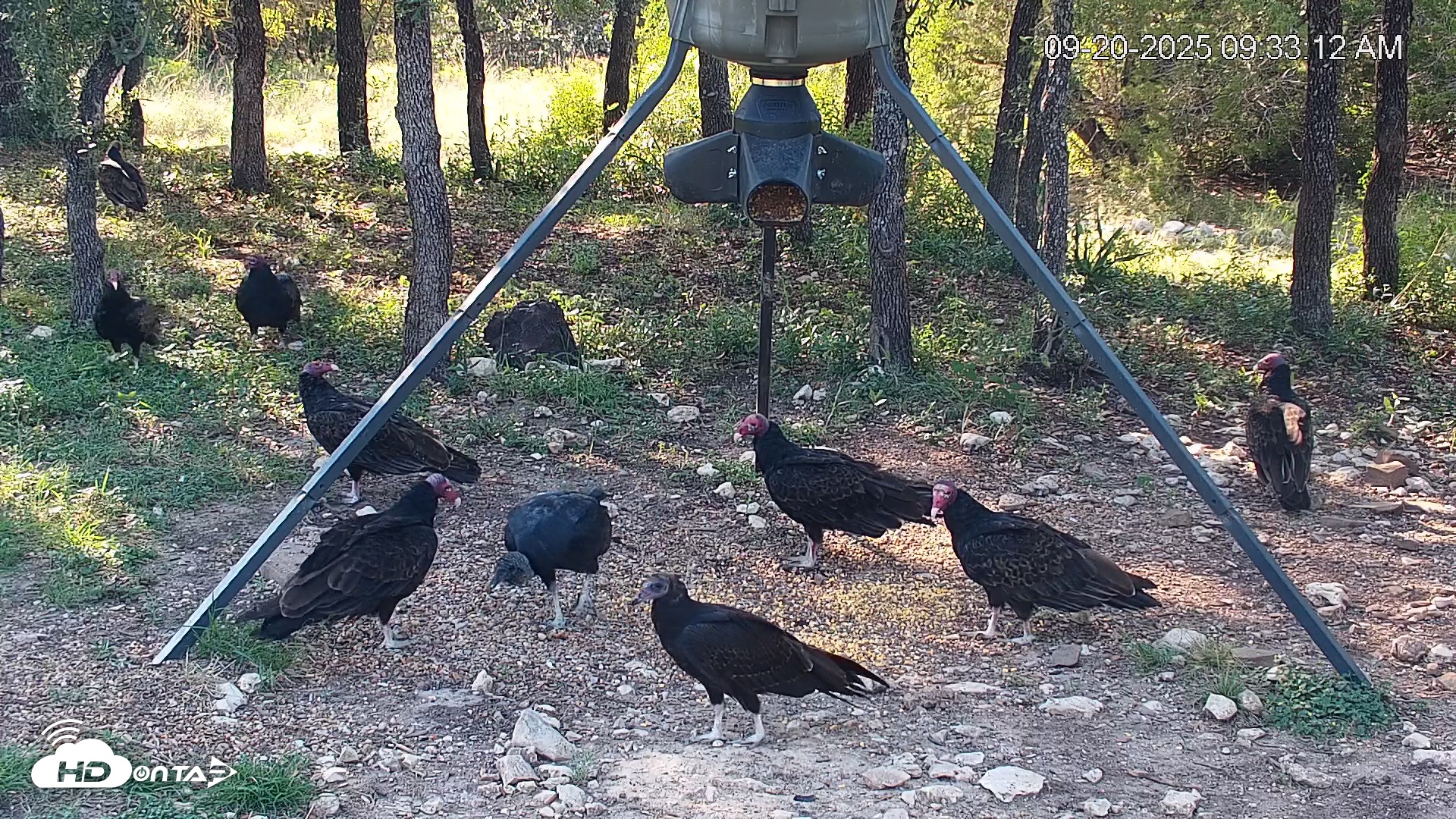 Snapshot of Texas Deer Feeder Live Webcam taken Sep 20, 2025, 9:34am CDT