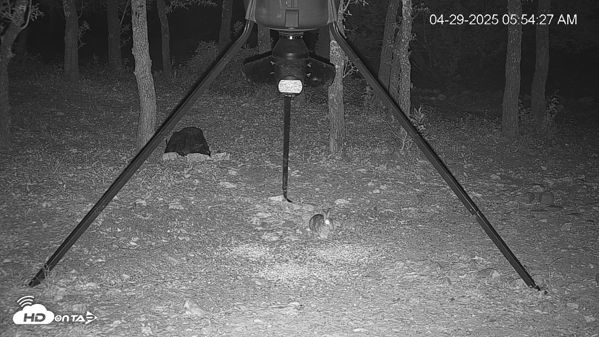 Snapshot of Texas Deer Feeder Live Webcam taken Apr 29, 2025, 5:55am CDT