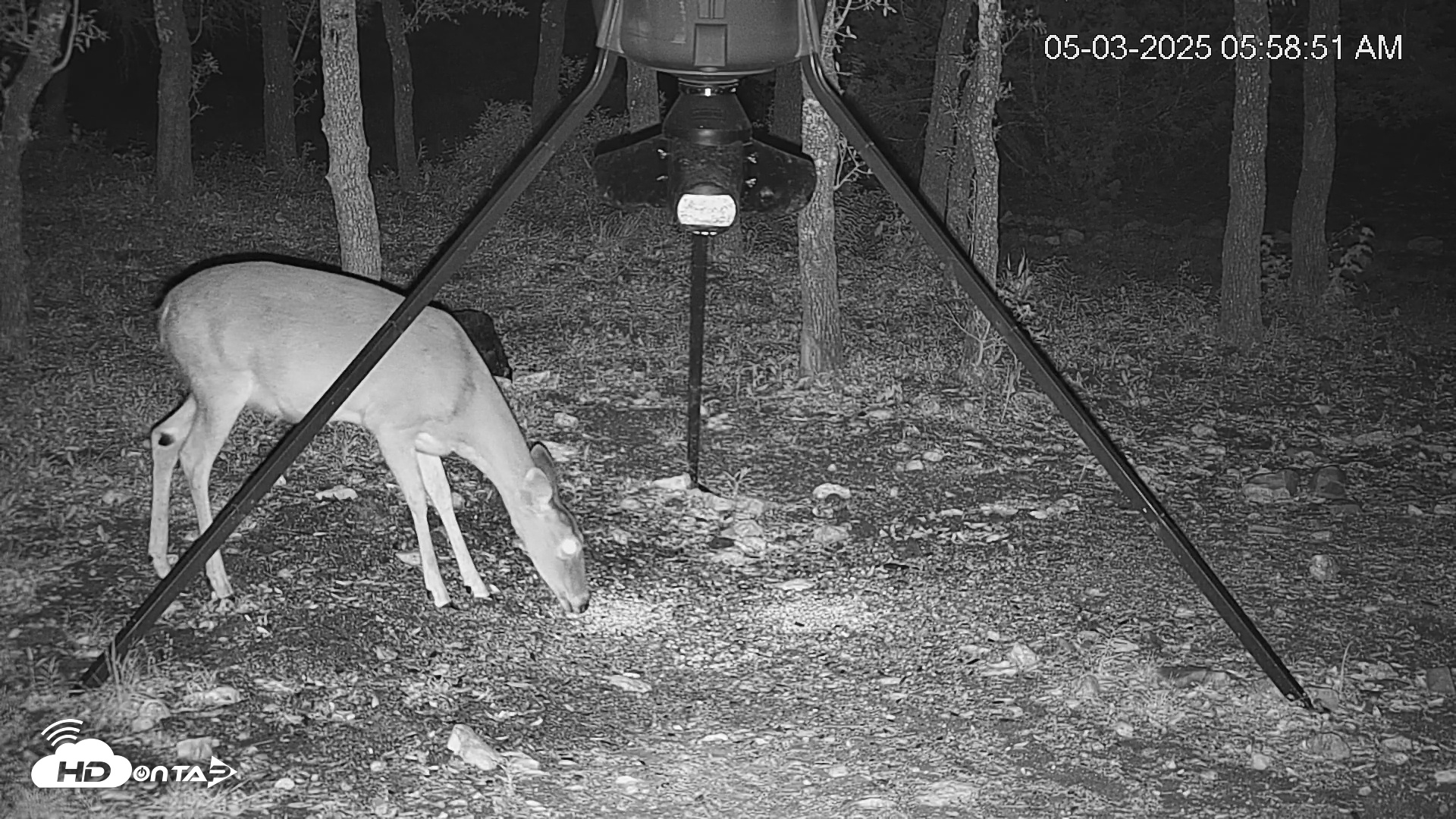 Snapshot of Texas Deer Feeder Live Webcam taken May 3, 2025, 5:59am CDT
