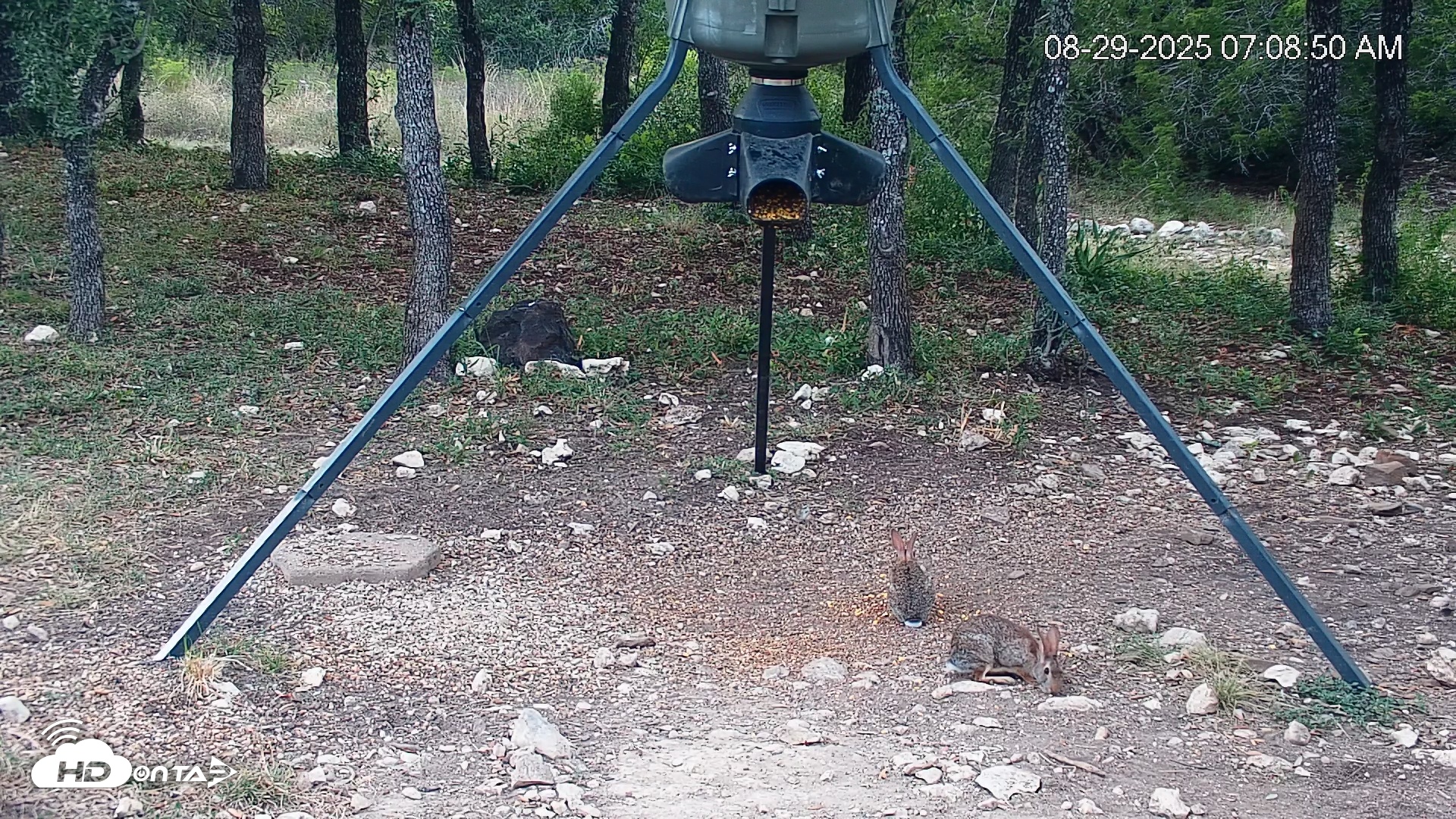 Snapshot of Texas Deer Feeder Live Webcam taken Aug 29, 2025, 7:09am CDT