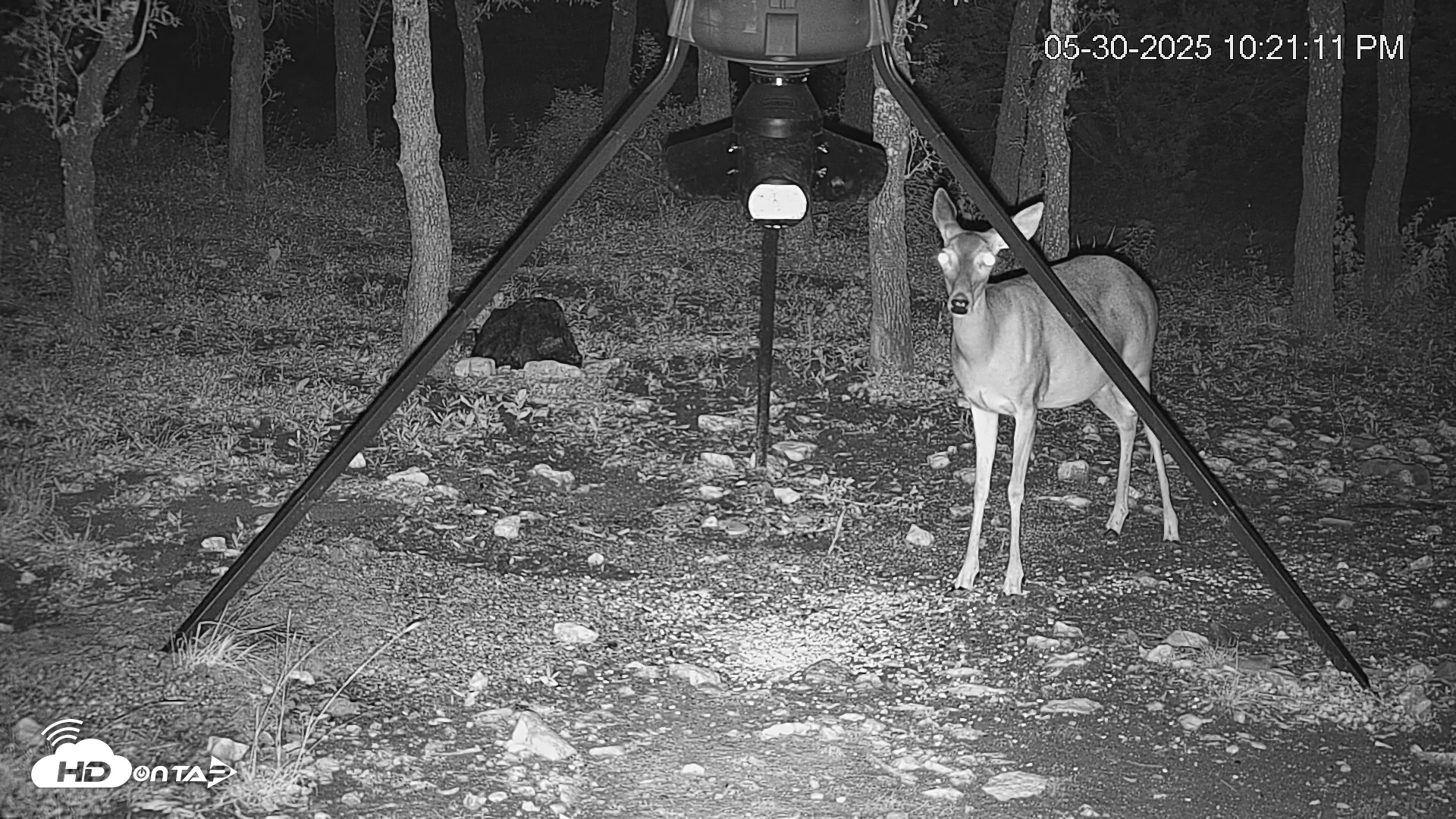Snapshot of Texas Deer Feeder Live Webcam taken May 30, 2025, 10:21pm CDT