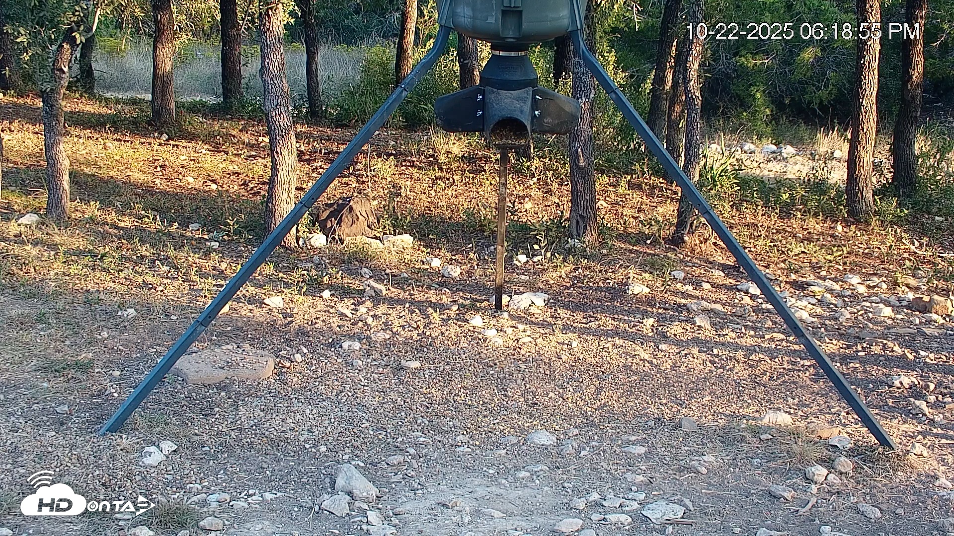 Snapshot of Texas Deer Feeder Live Webcam taken Oct 22, 2025, 6:20pm CDT