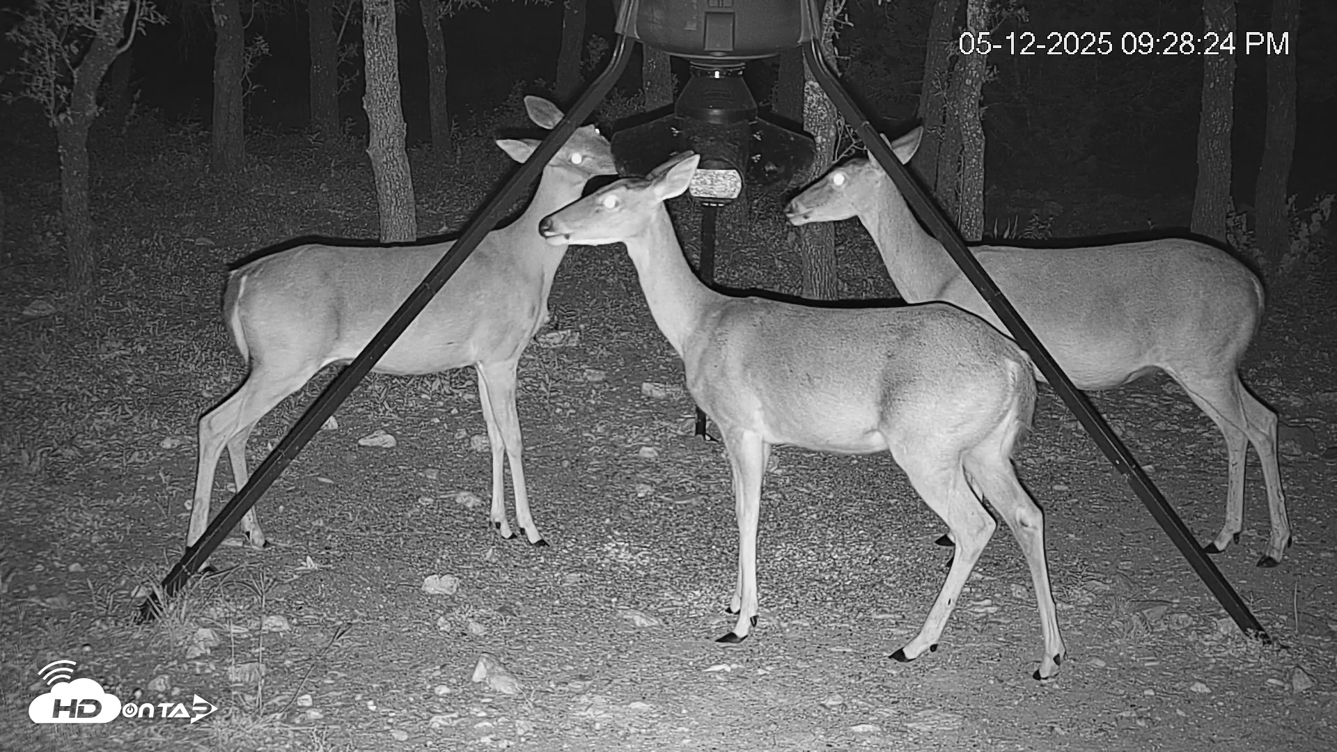 Snapshot of Texas Deer Feeder Live Webcam taken May 12, 2025, 9:29pm CDT