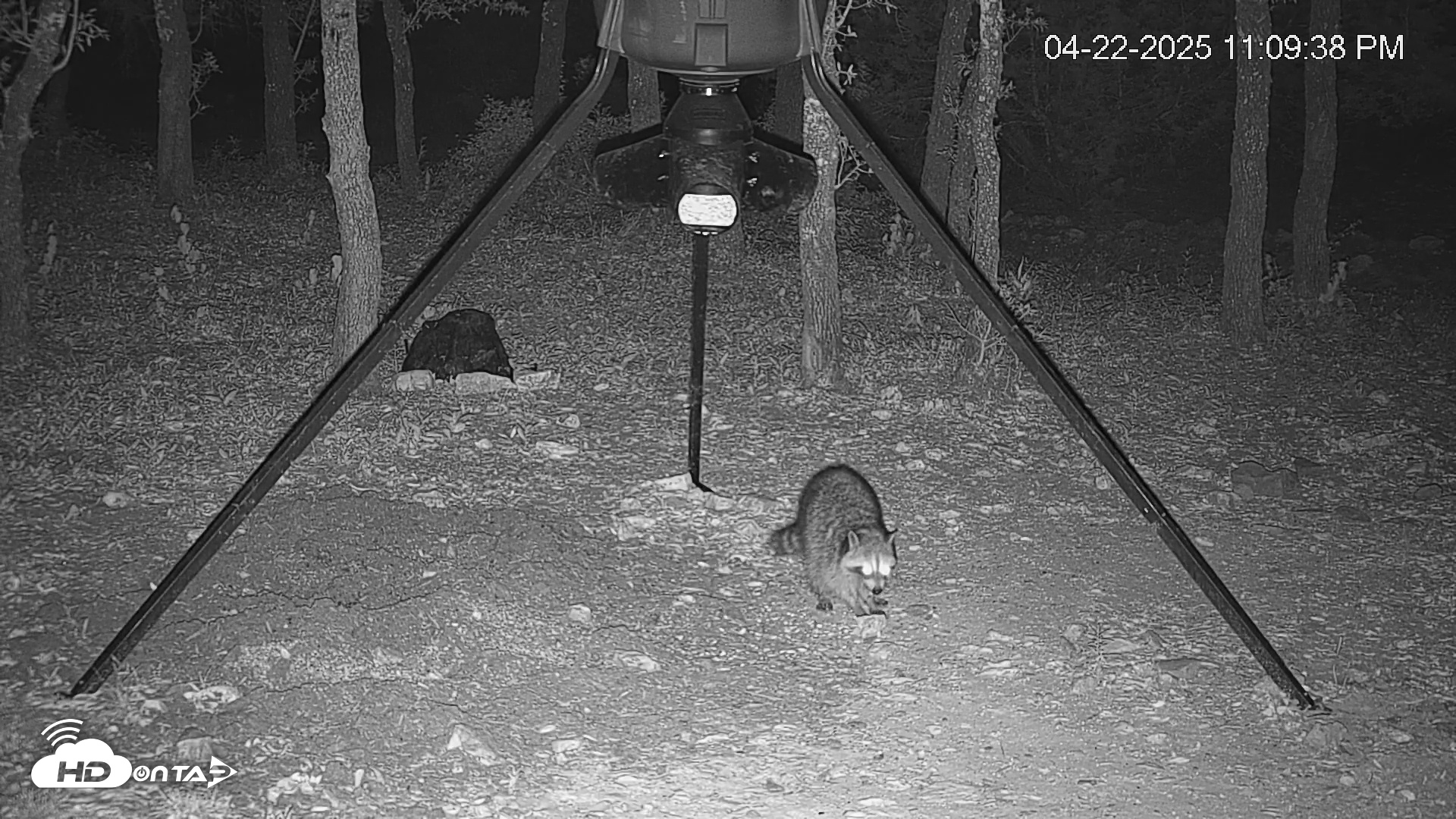 Snapshot of Texas Deer Feeder Live Webcam taken Apr 22, 2025, 11:10pm CDT