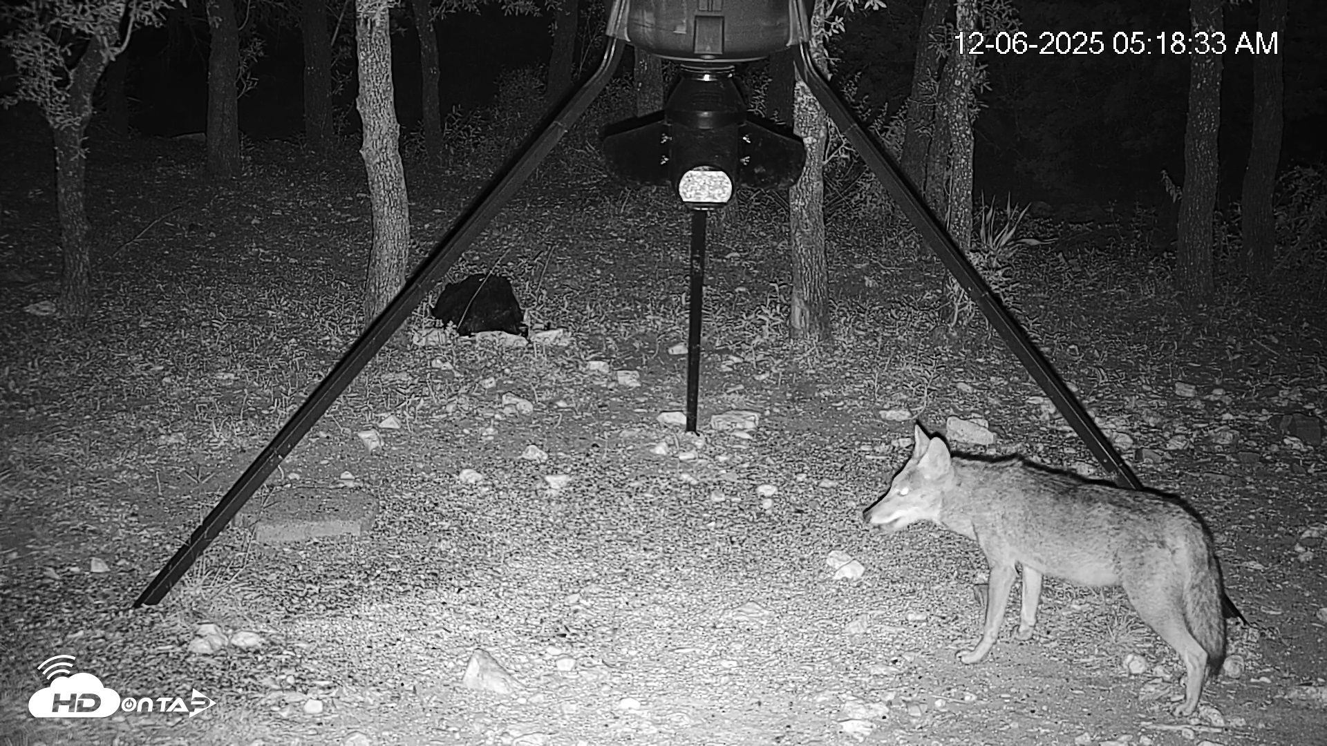 Snapshot of Texas Deer Feeder Live Webcam taken Dec 6, 2025, 5:19am CST