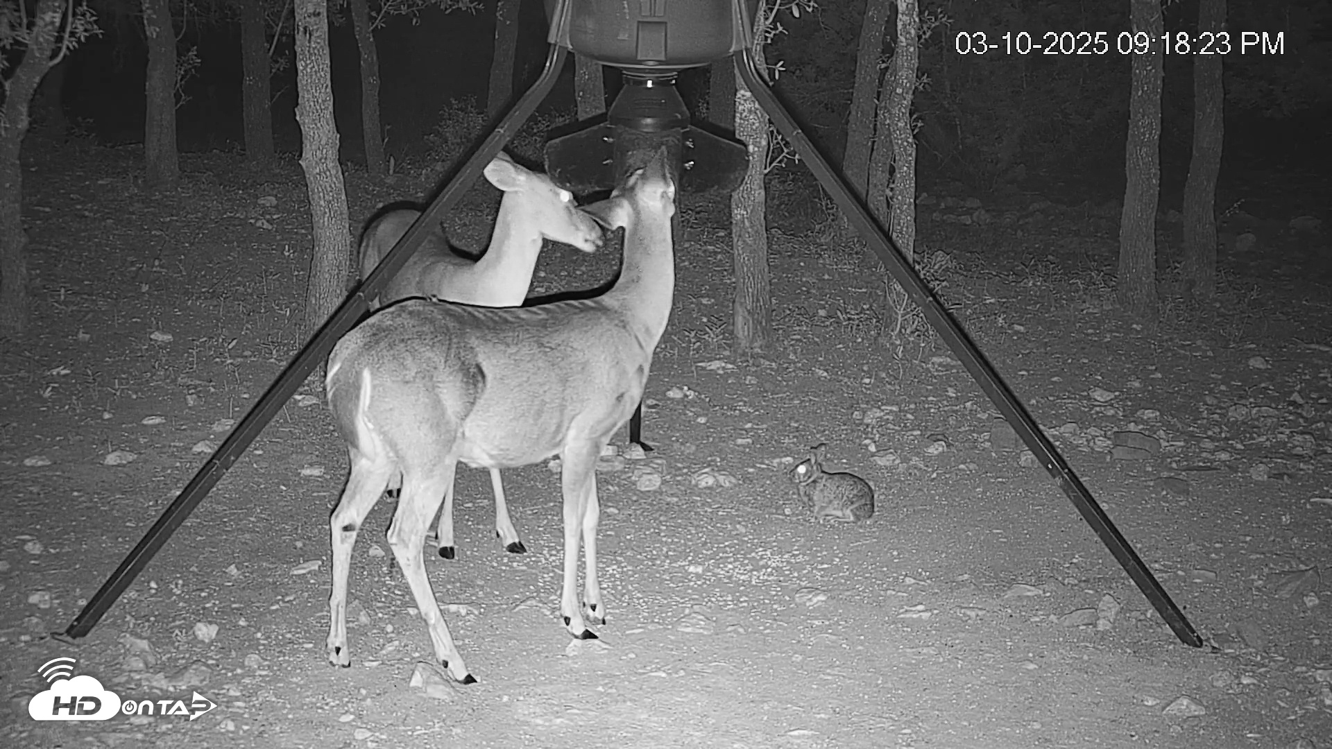 Snapshot of Texas Deer Feeder Live Webcam taken Mar 10, 2025, 9:19pm CDT