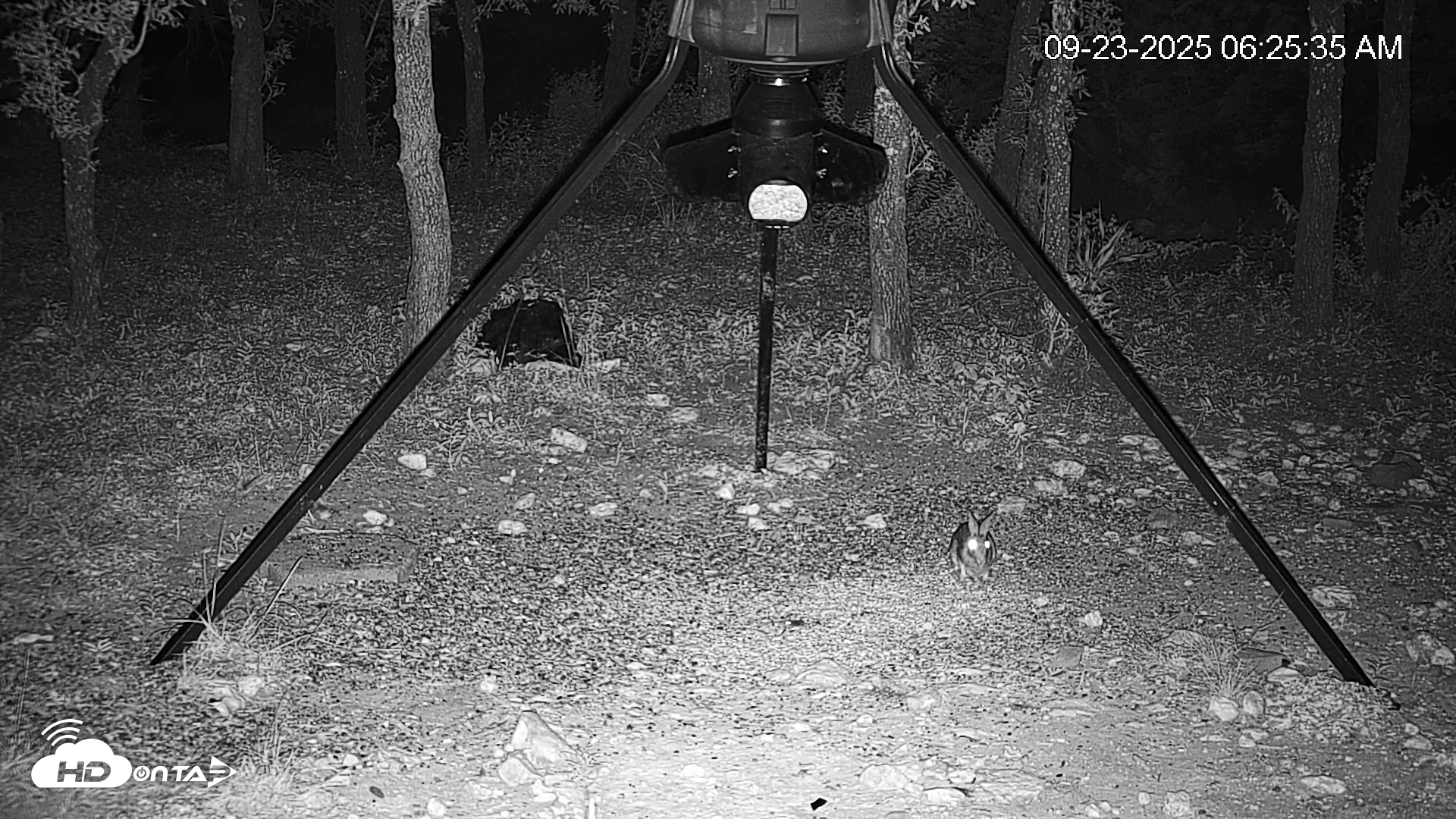 Snapshot of Texas Deer Feeder Live Webcam taken Sep 23, 2025, 6:26am CDT