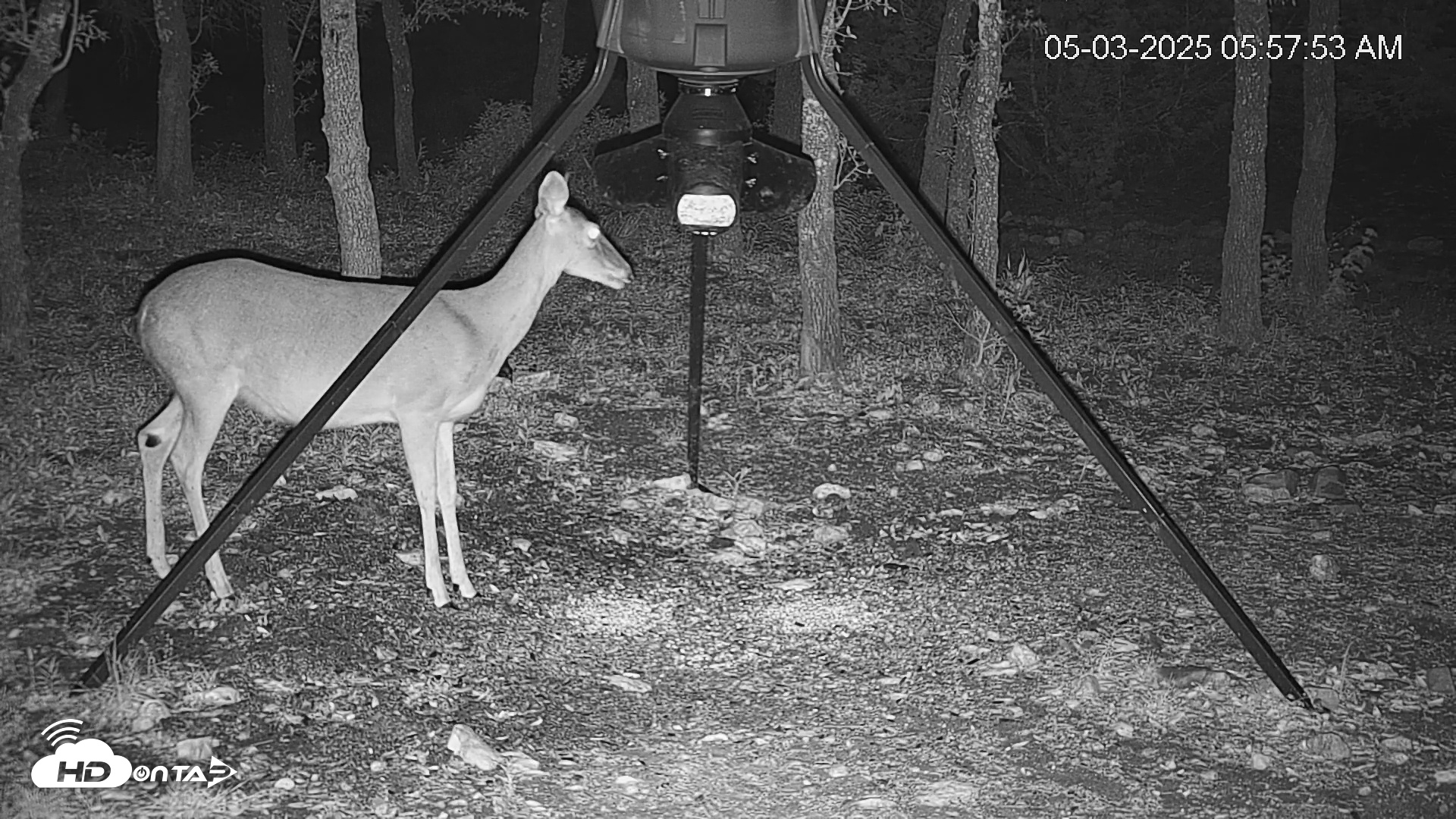 Snapshot of Texas Deer Feeder Live Webcam taken May 3, 2025, 5:58am CDT