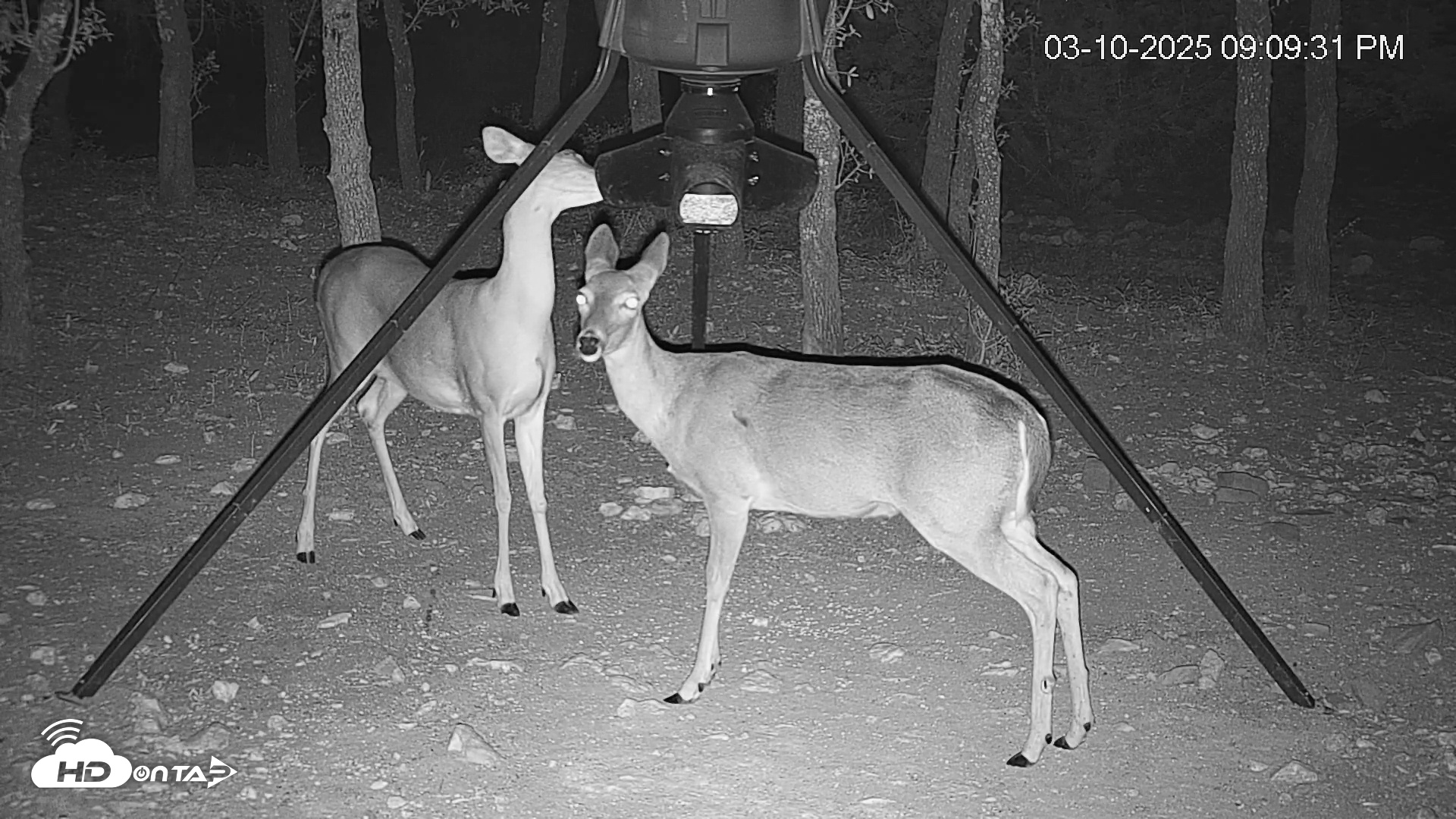 Snapshot of Texas Deer Feeder Live Webcam taken Mar 10, 2025, 9:10pm CDT