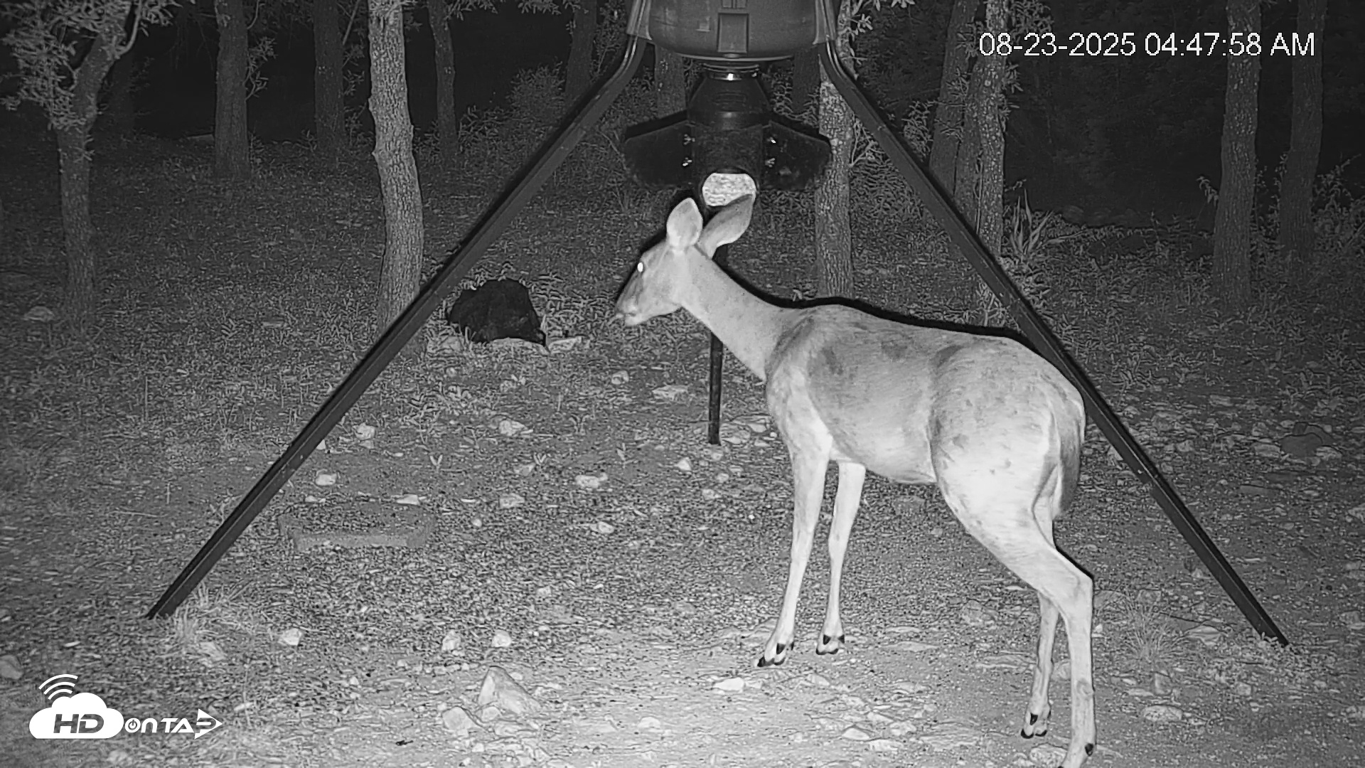 Snapshot of Texas Deer Feeder Live Webcam taken Aug 23, 2025, 4:48am CDT