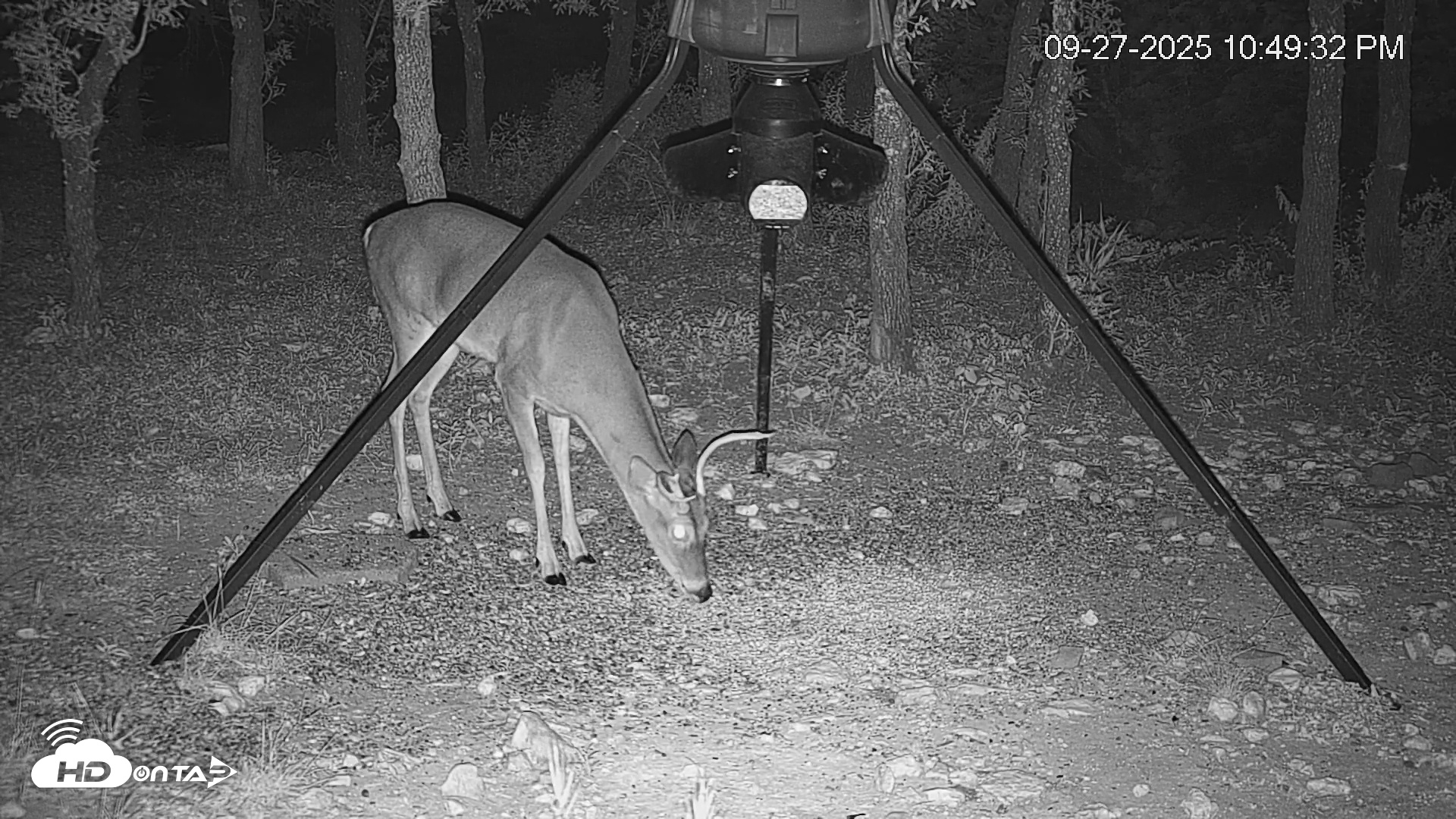 Snapshot of Texas Deer Feeder Live Webcam taken Sep 27, 2025, 10:50pm CDT