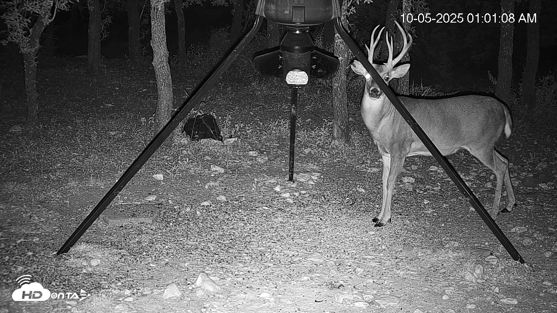 Snapshot of Texas Deer Feeder Live Webcam taken Oct 5, 2025, 1:01am CDT