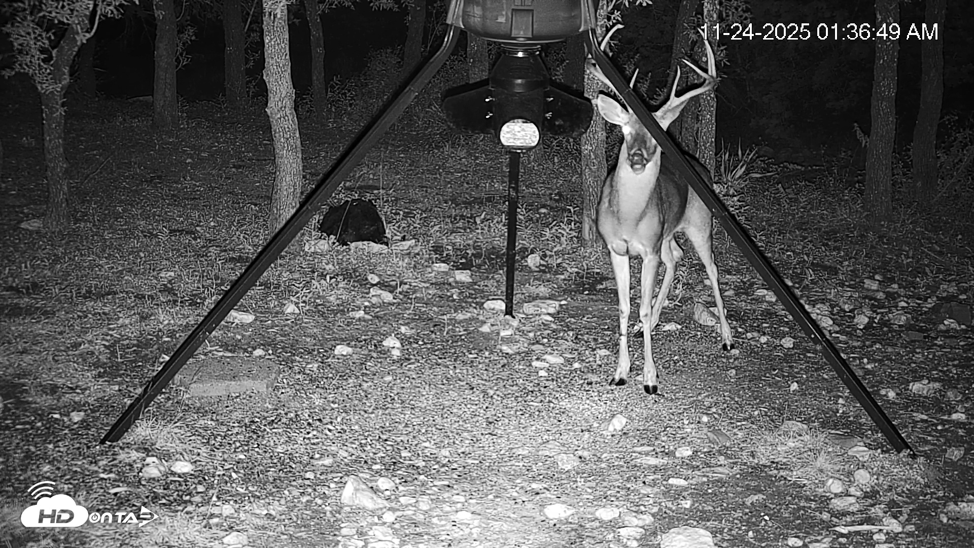 Snapshot of Texas Deer Feeder Live Webcam taken Nov 24, 2025, 1:37am CST
