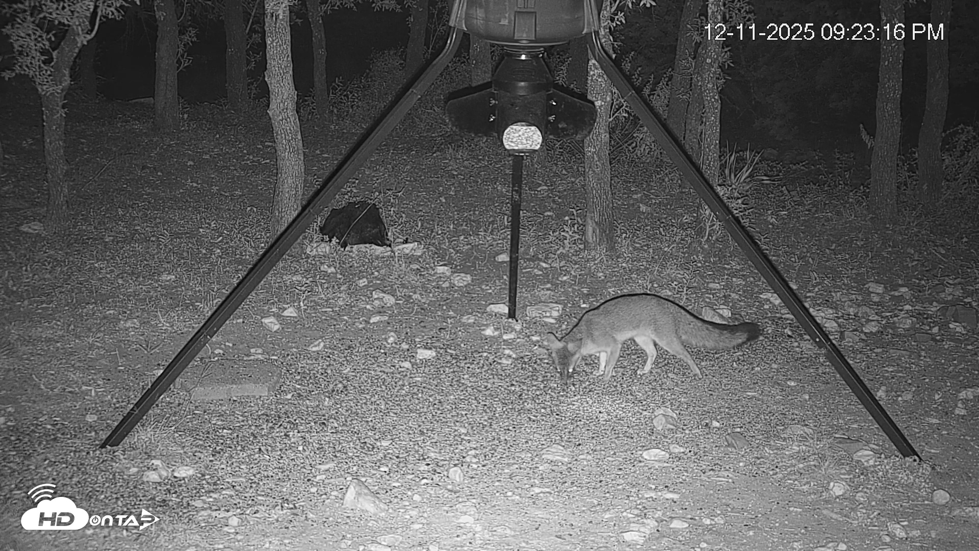 Snapshot of Texas Deer Feeder Live Webcam taken Dec 11, 2025, 9:23pm CST